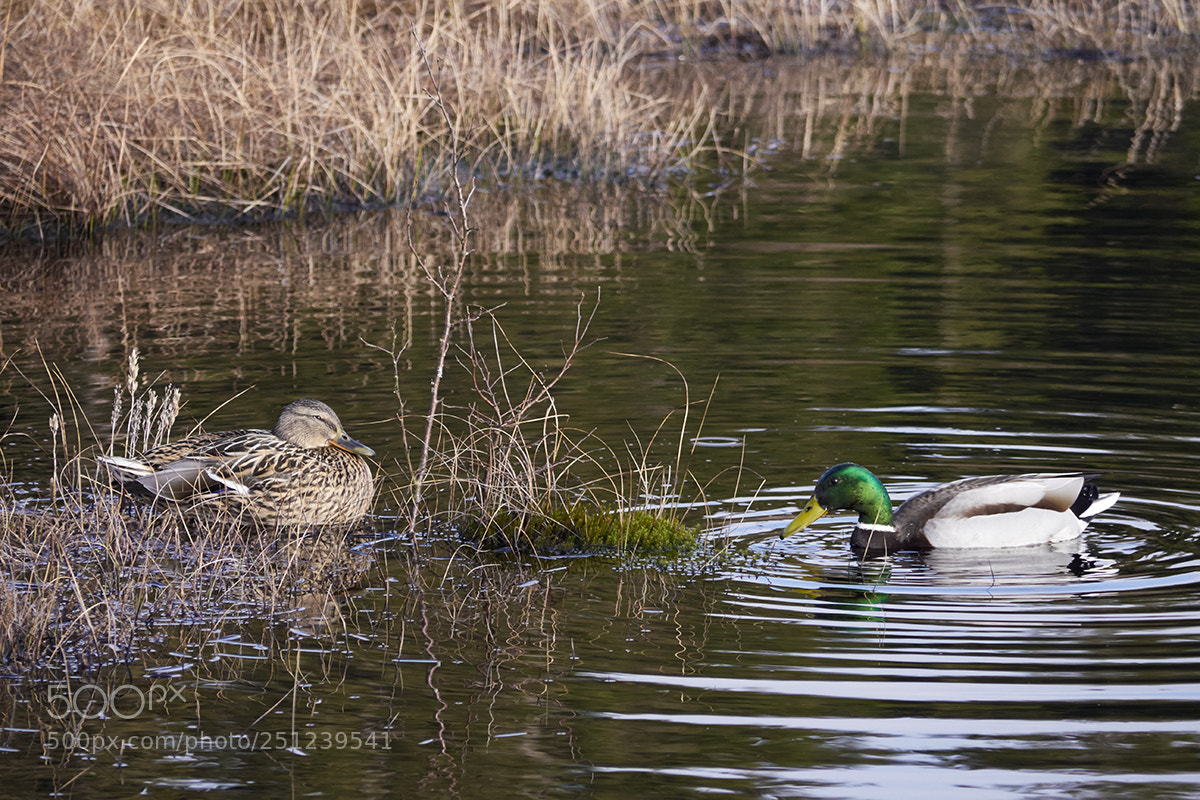 Panasonic Lumix DMC-GX8 sample photo. Rapprochement ... photography
