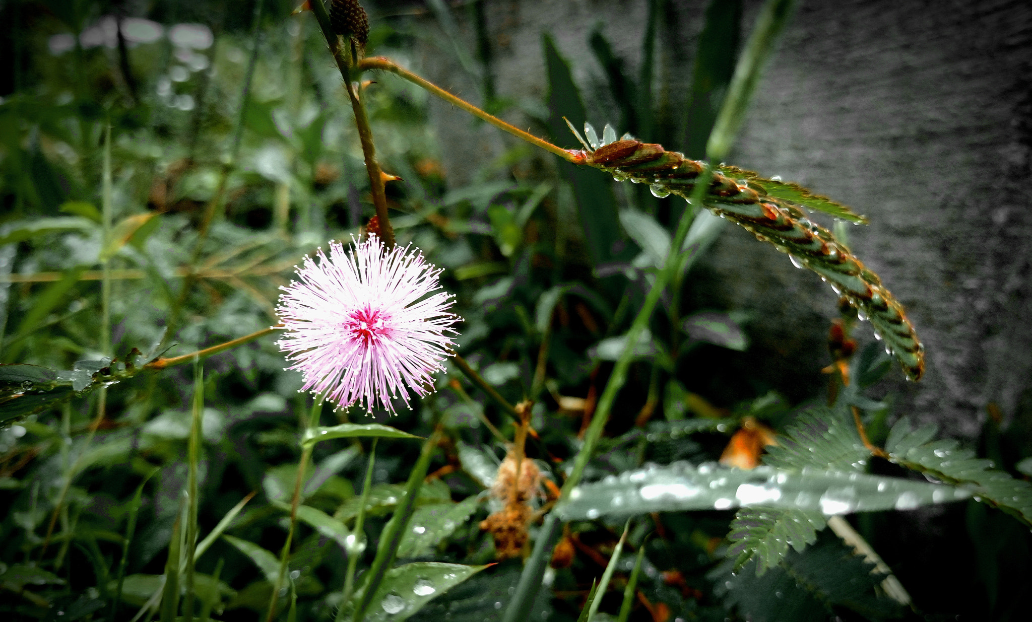 Sony Xperia M5 Dual sample photo