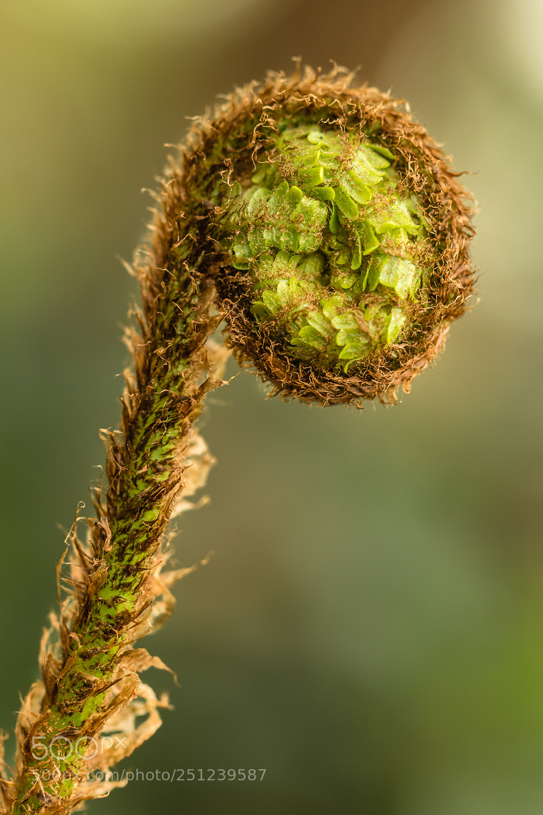 Canon EOS 7D Mark II sample photo. Male fern shoot photography