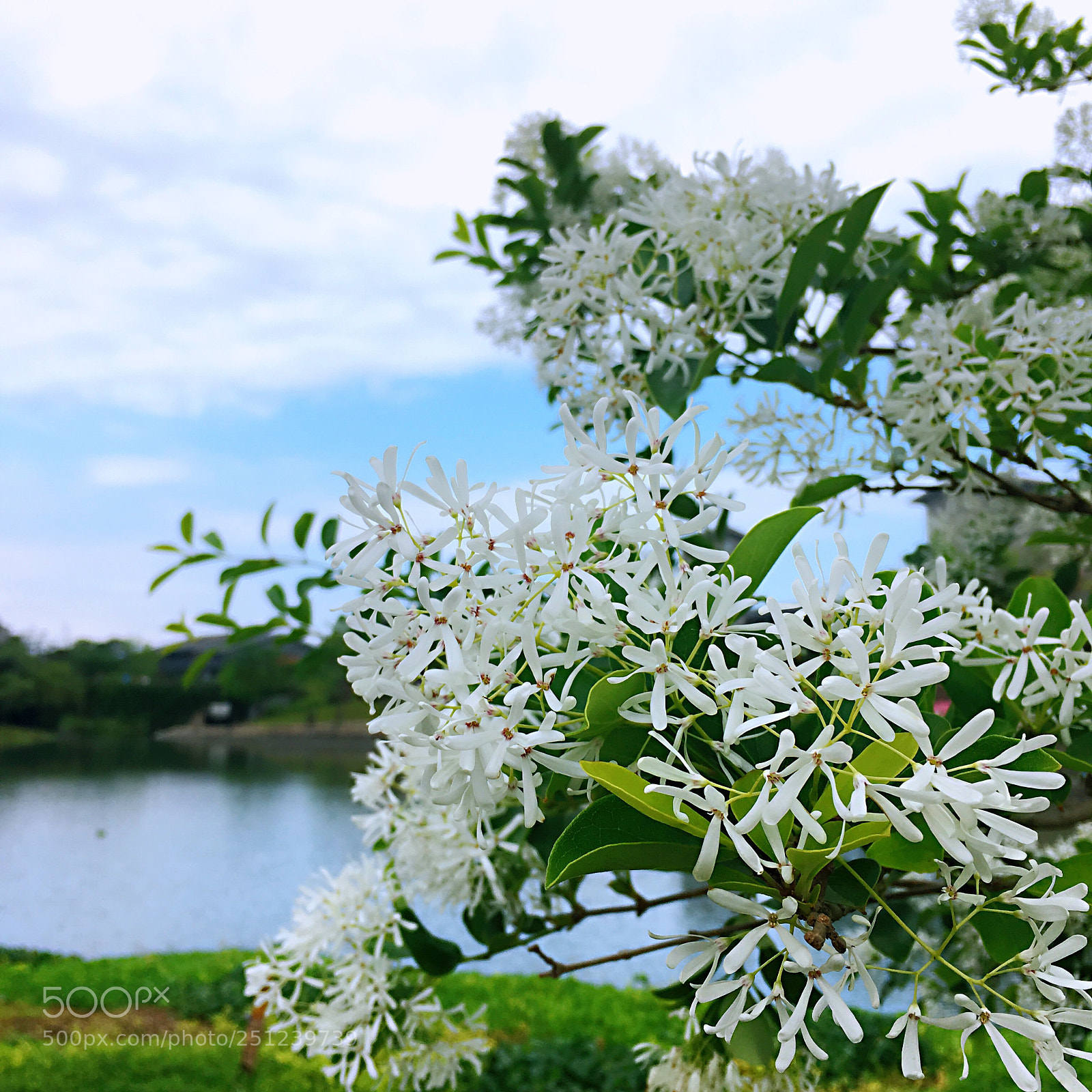 Apple iPhone 6s Plus sample photo. Blossom flowers  photography