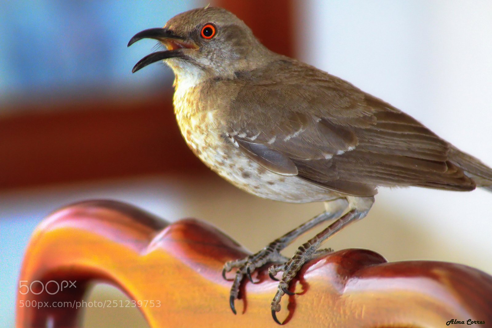 Canon EOS 70D sample photo. Abrupt visitant photography
