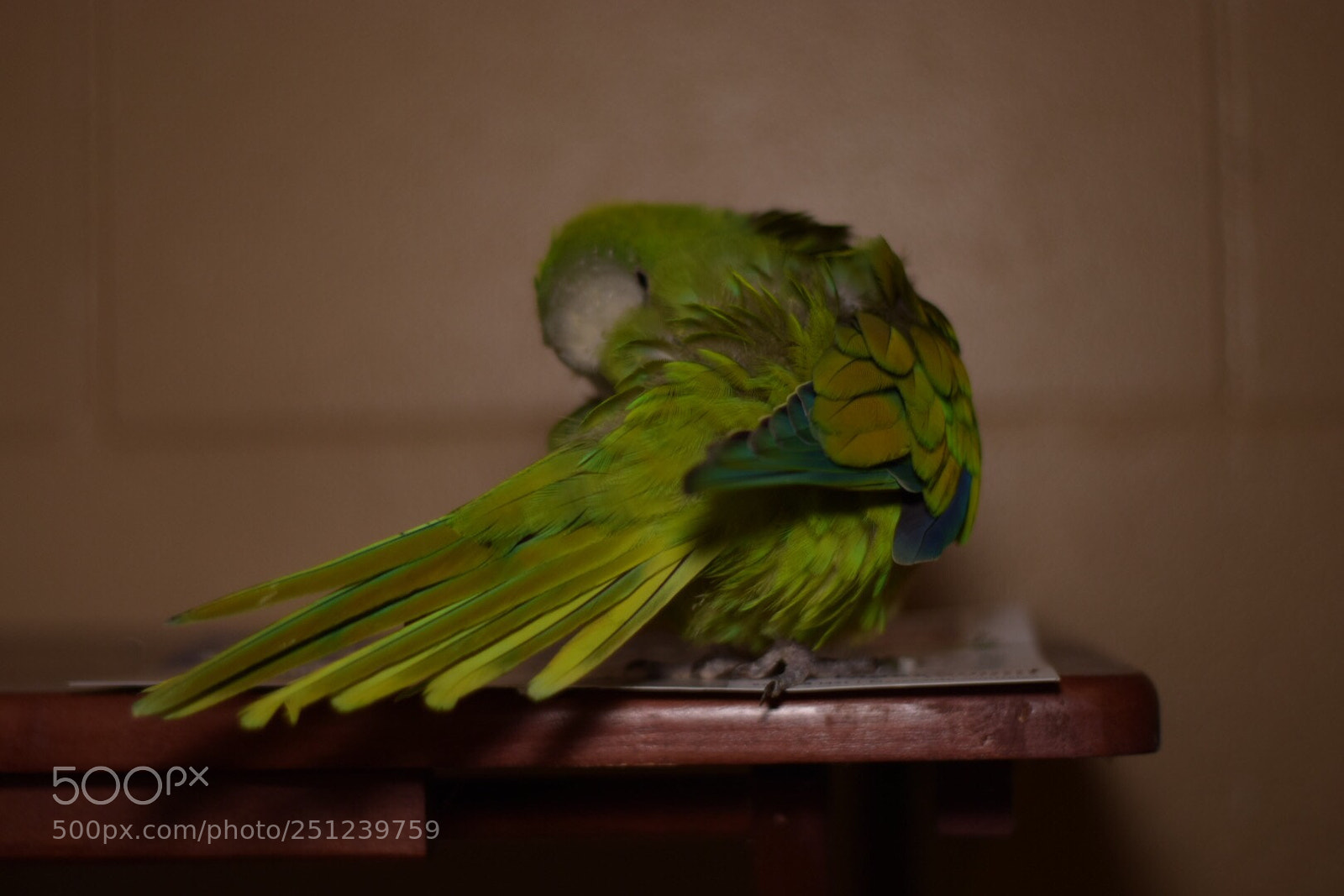 Nikon D5300 sample photo. Lucy photography