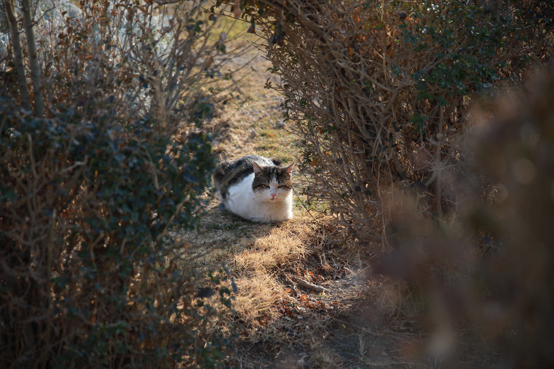 Canon EOS 5D Mark IV sample photo