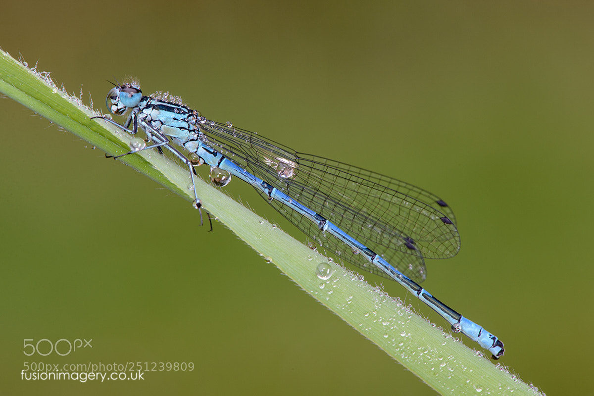 Nikon D800 sample photo. Azure damselfly photography