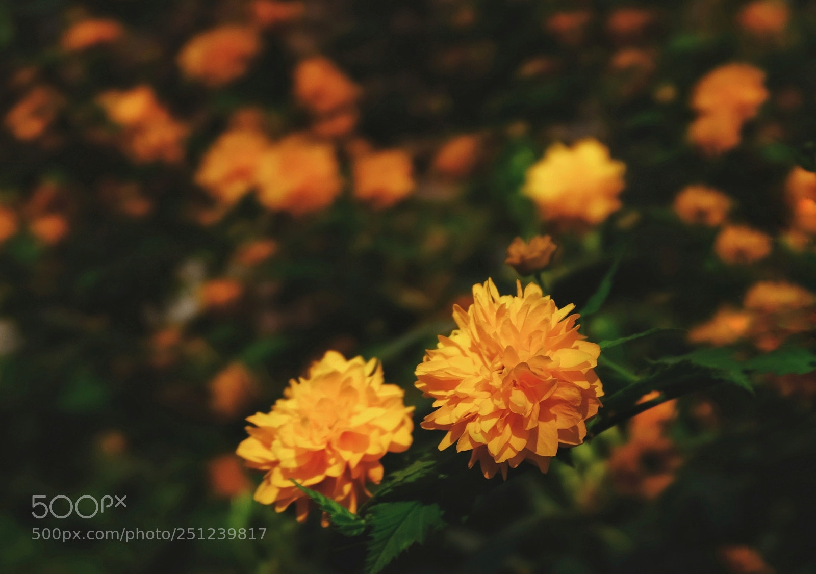 Fujifilm X100F sample photo. Untitled photography