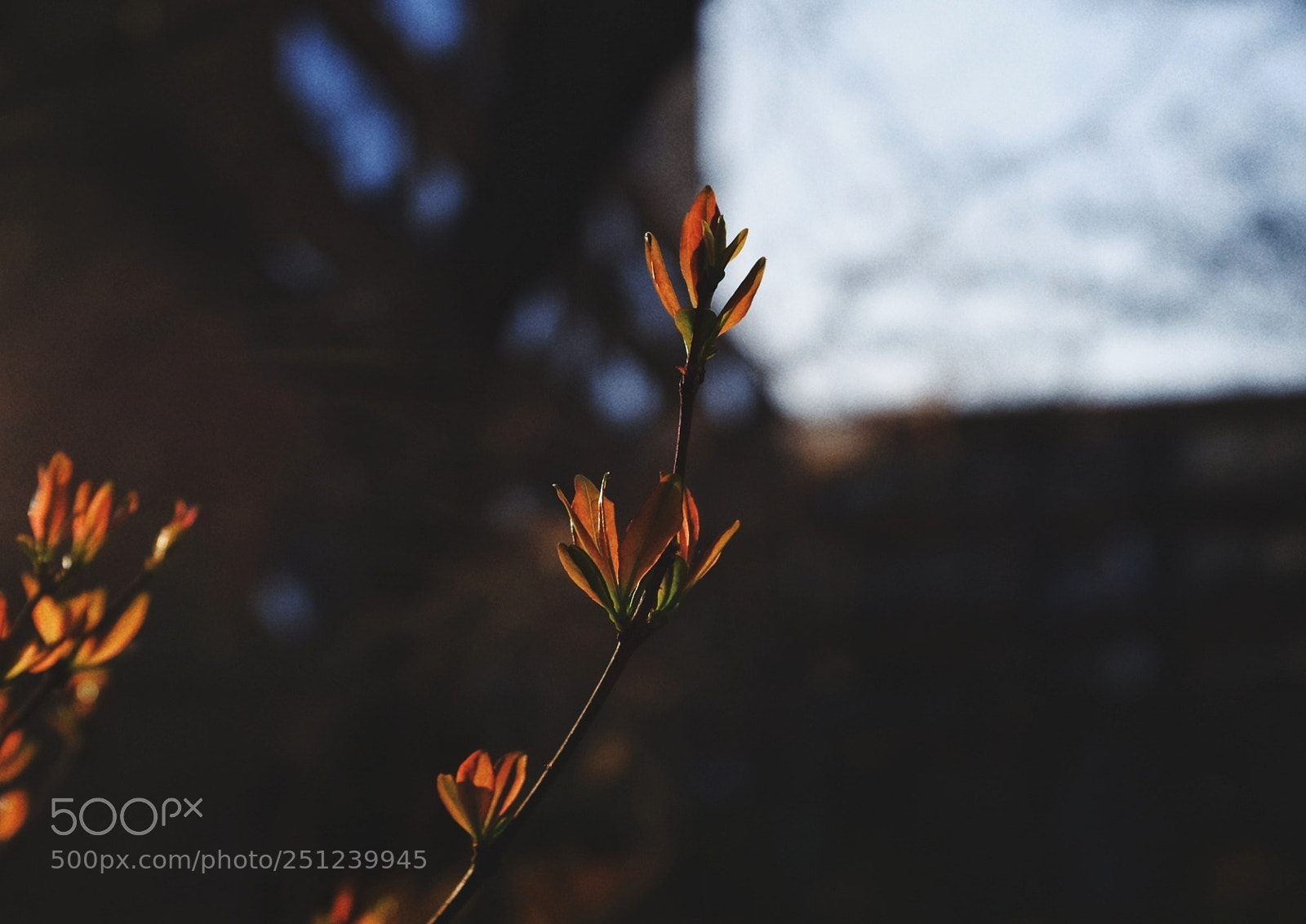 Fujifilm X100F sample photo. Untitled photography