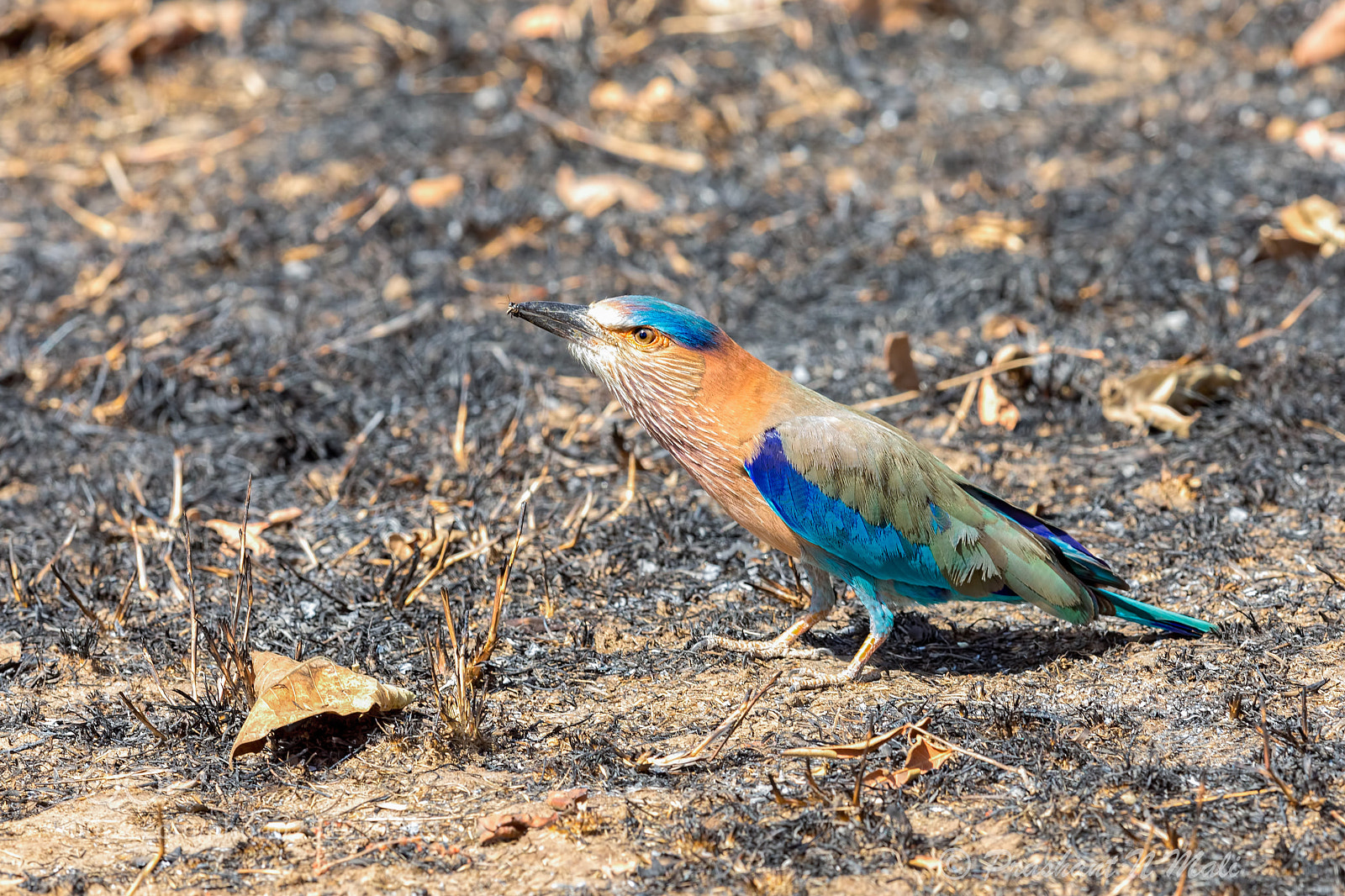 Canon EOS 5D Mark IV sample photo. Indianrollar photography