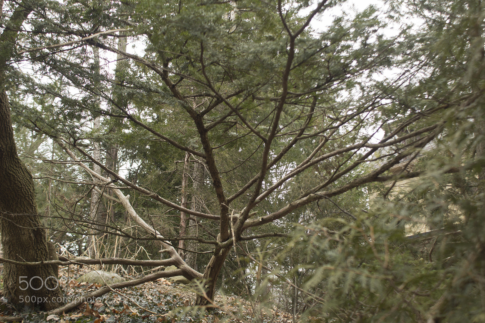 Canon EOS 1200D (EOS Rebel T5 / EOS Kiss X70 / EOS Hi) sample photo. Blurry evergreen and wooden photography