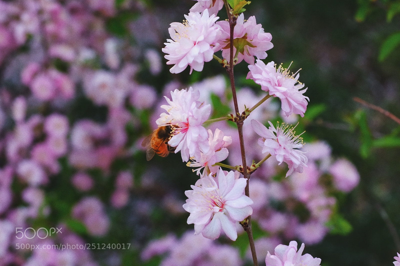 Fujifilm X100F sample photo. Untitled photography