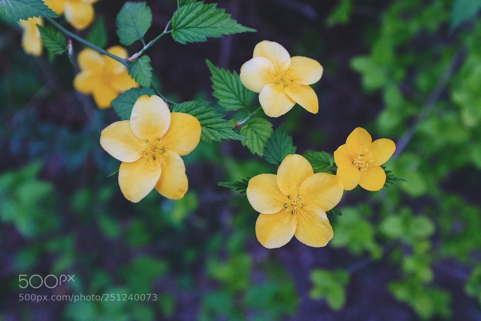 Fujifilm X100F sample photo. Untitled photography