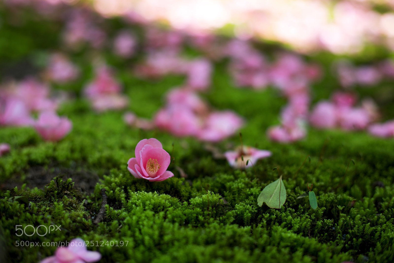 Canon EOS 5D Mark IV sample photo. Reikanzi kyoto japan photography