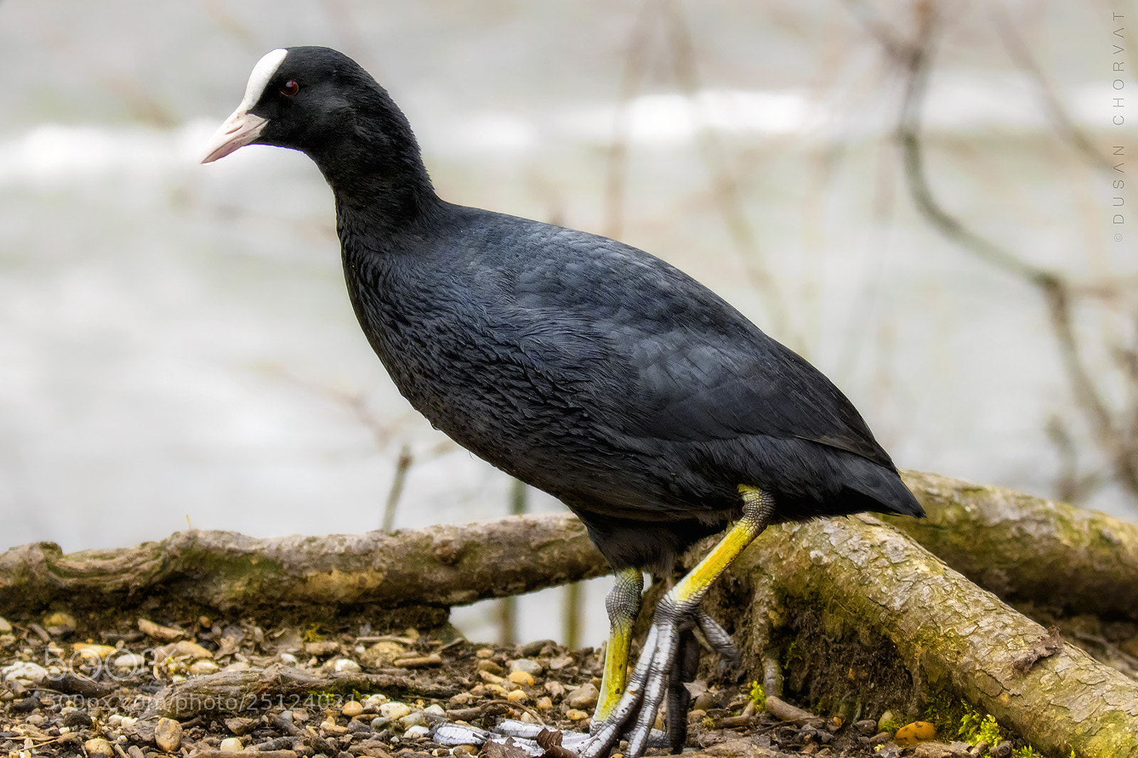 Canon EOS 7D Mark II sample photo. Coot photography