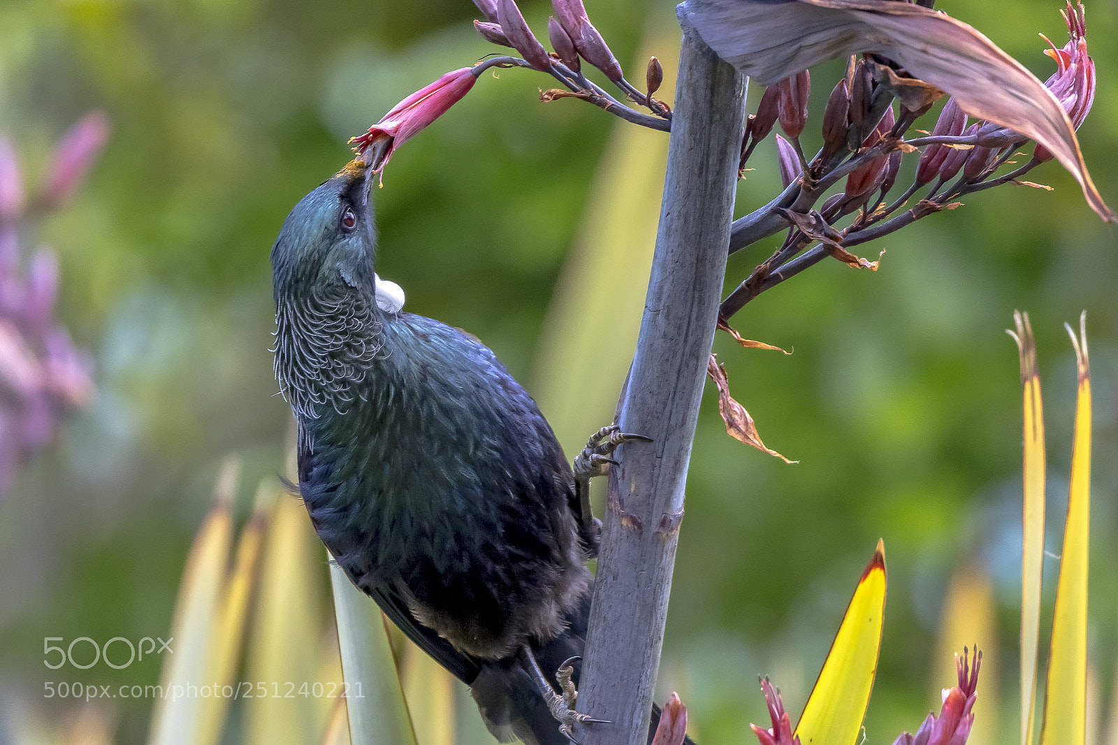 Canon EOS 7D Mark II sample photo. New zealand native tui photography