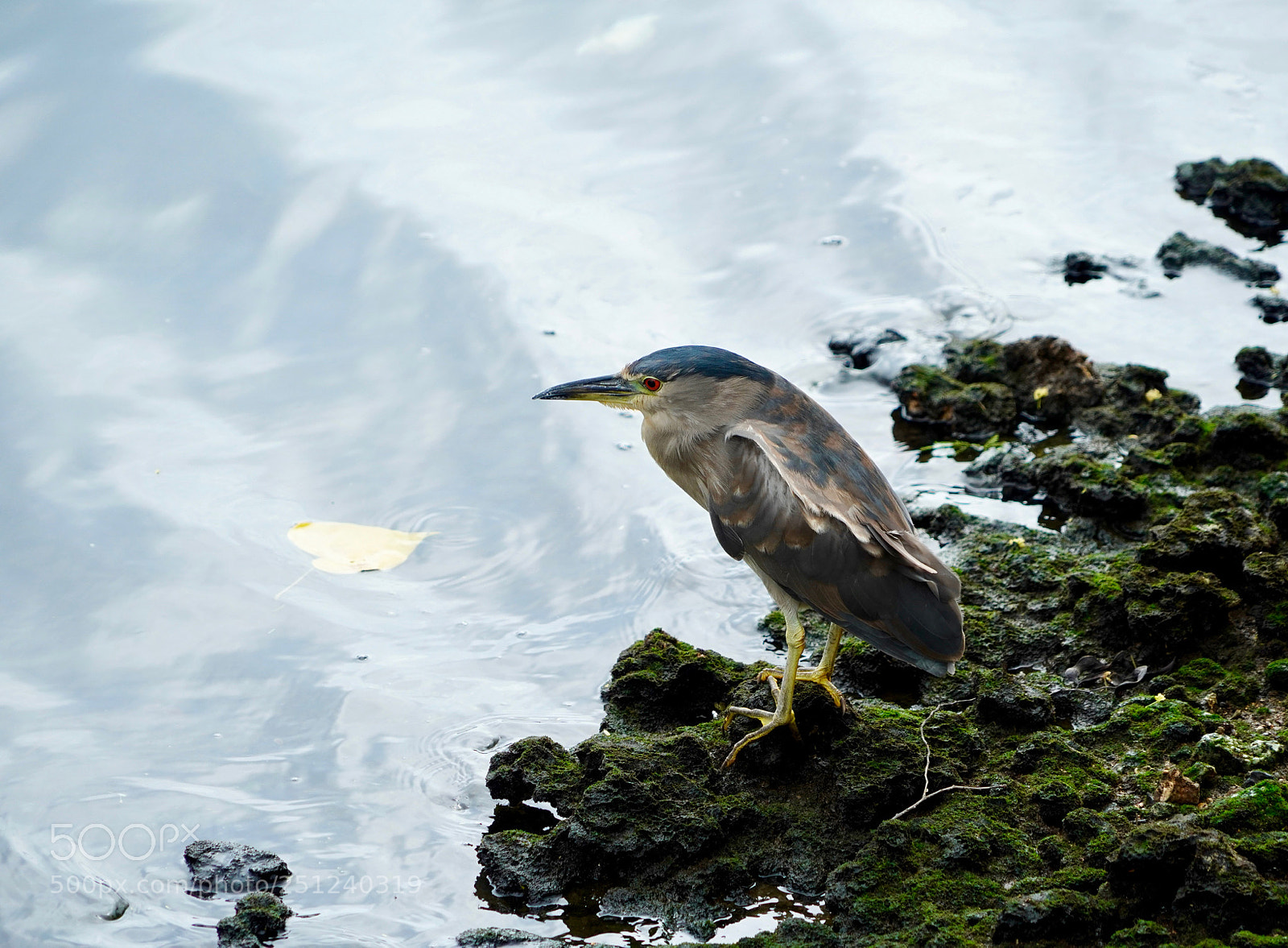 Sony a9 sample photo. Hungry photography
