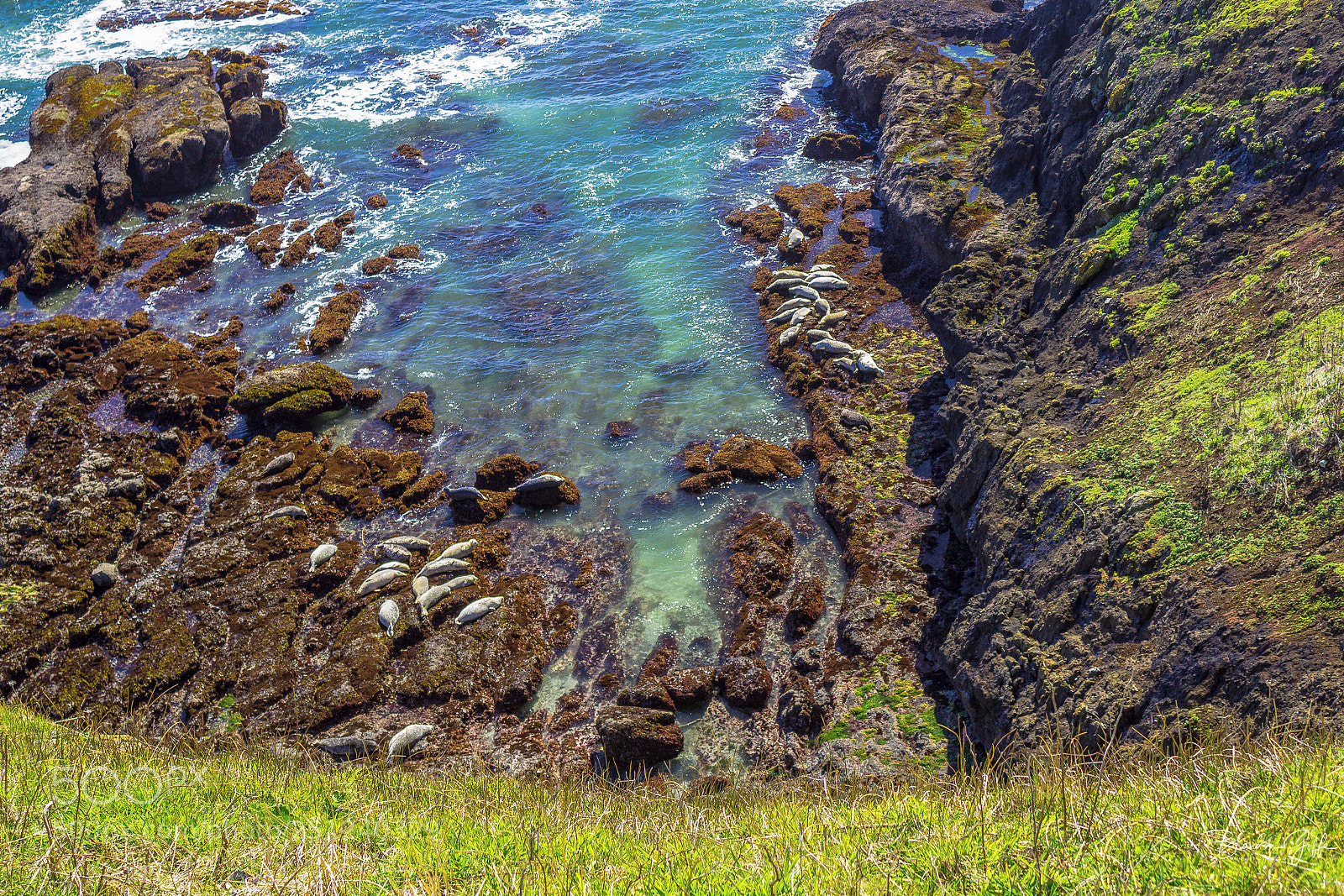 Canon EOS 1200D (EOS Rebel T5 / EOS Kiss X70 / EOS Hi) sample photo. Seals at yaquina head photography