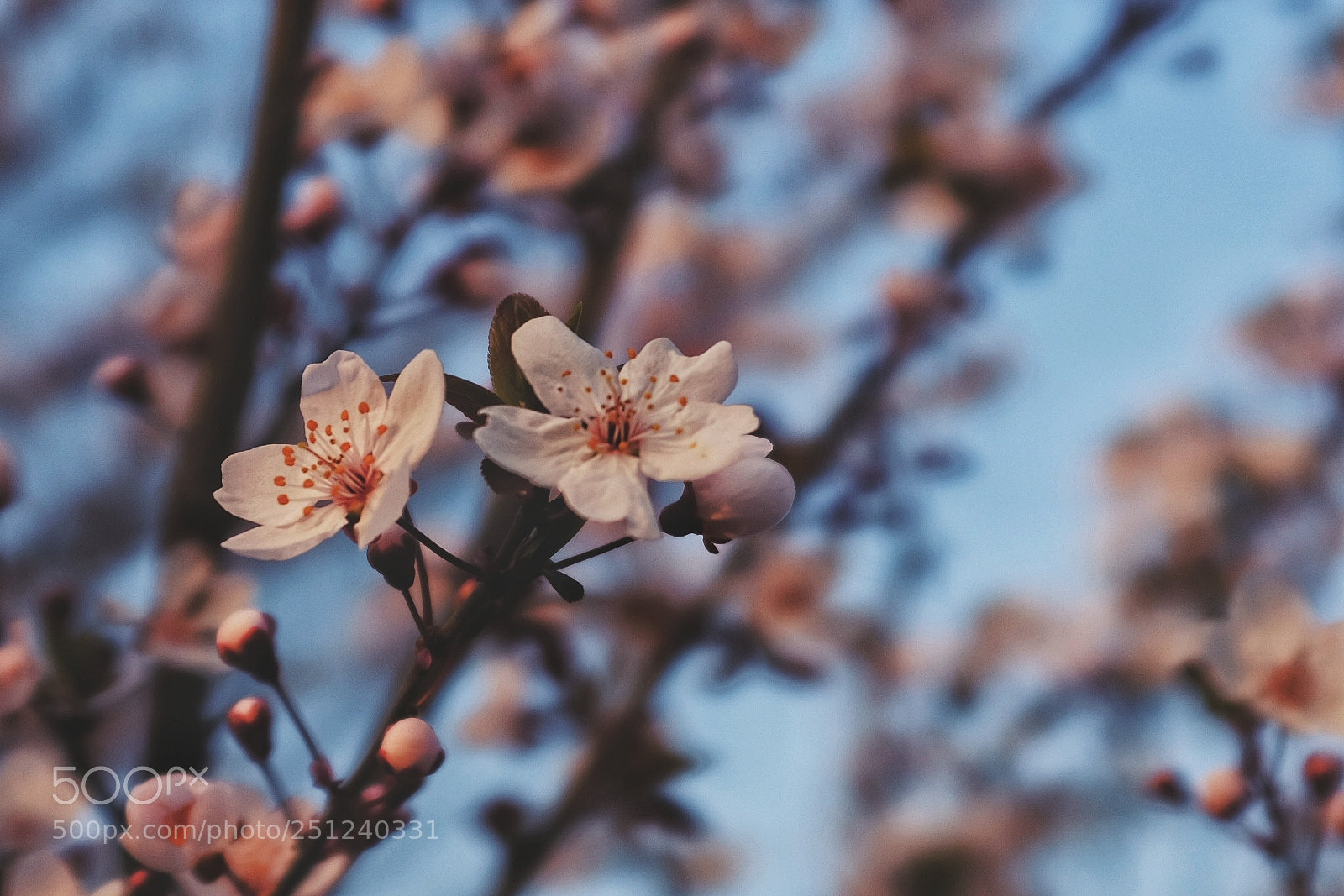 Fujifilm X100F sample photo. Untitled photography