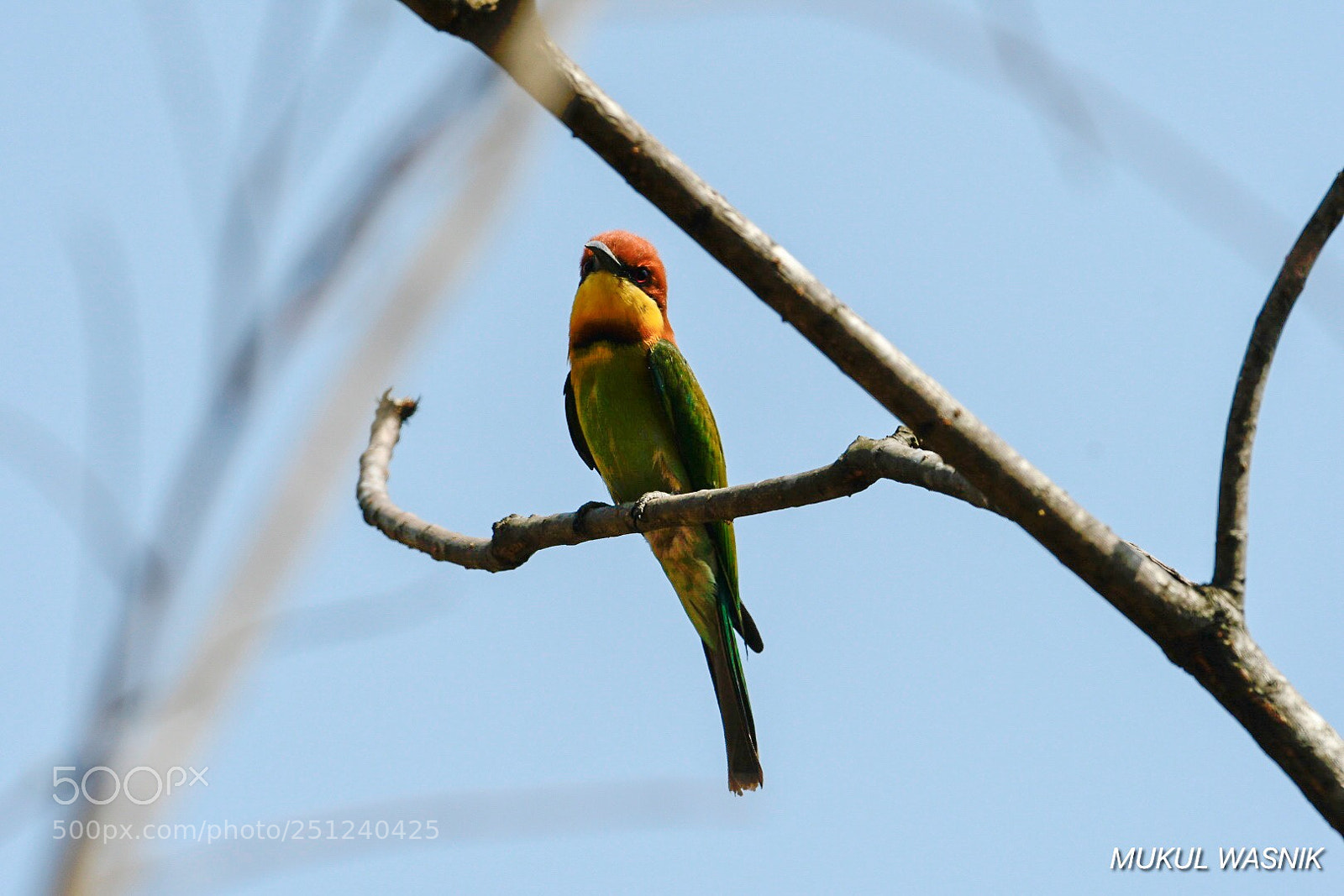 Nikon D500 sample photo. Where are my bees photography