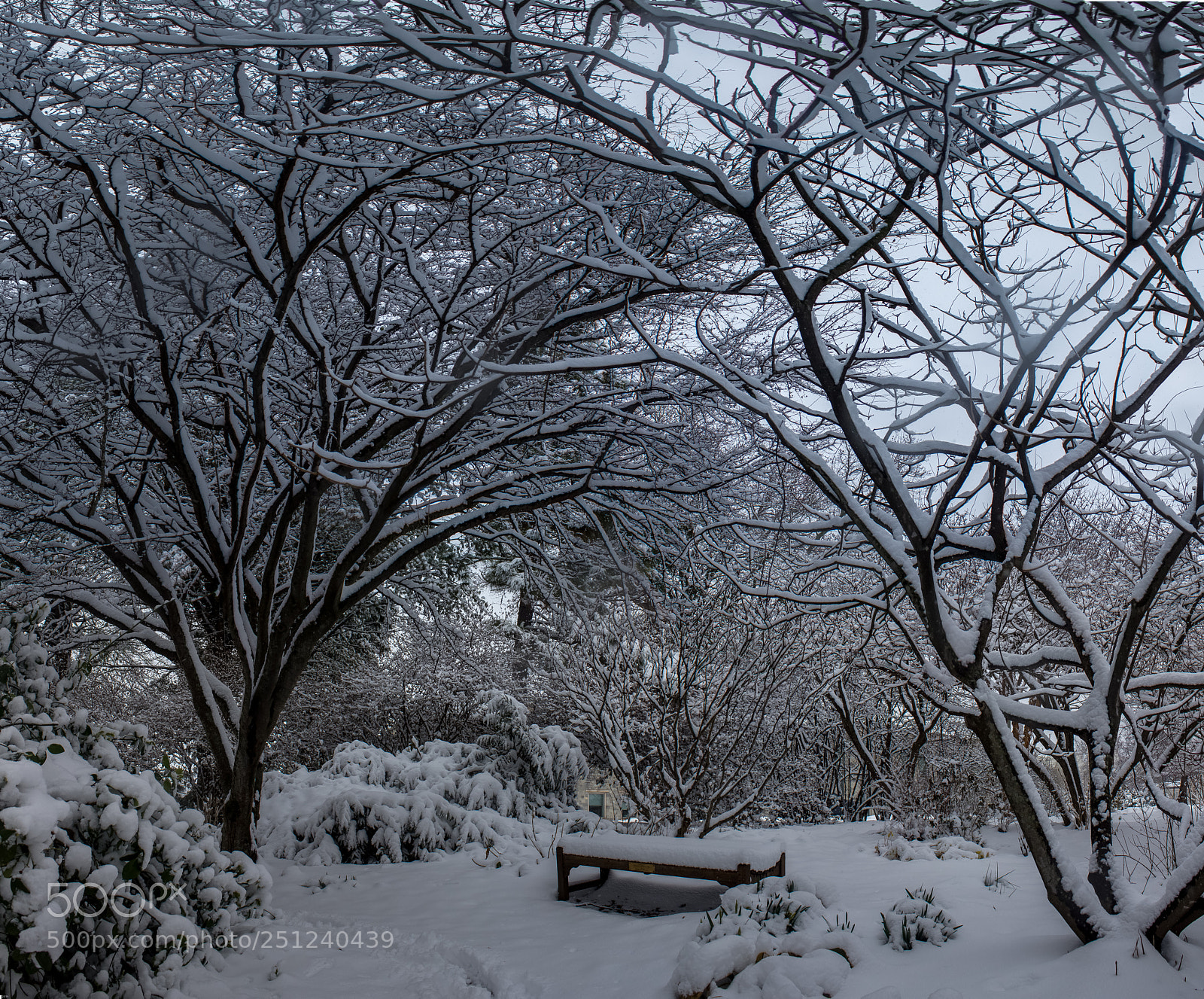 Canon EOS 550D (EOS Rebel T2i / EOS Kiss X4) sample photo. Snowy garden photography
