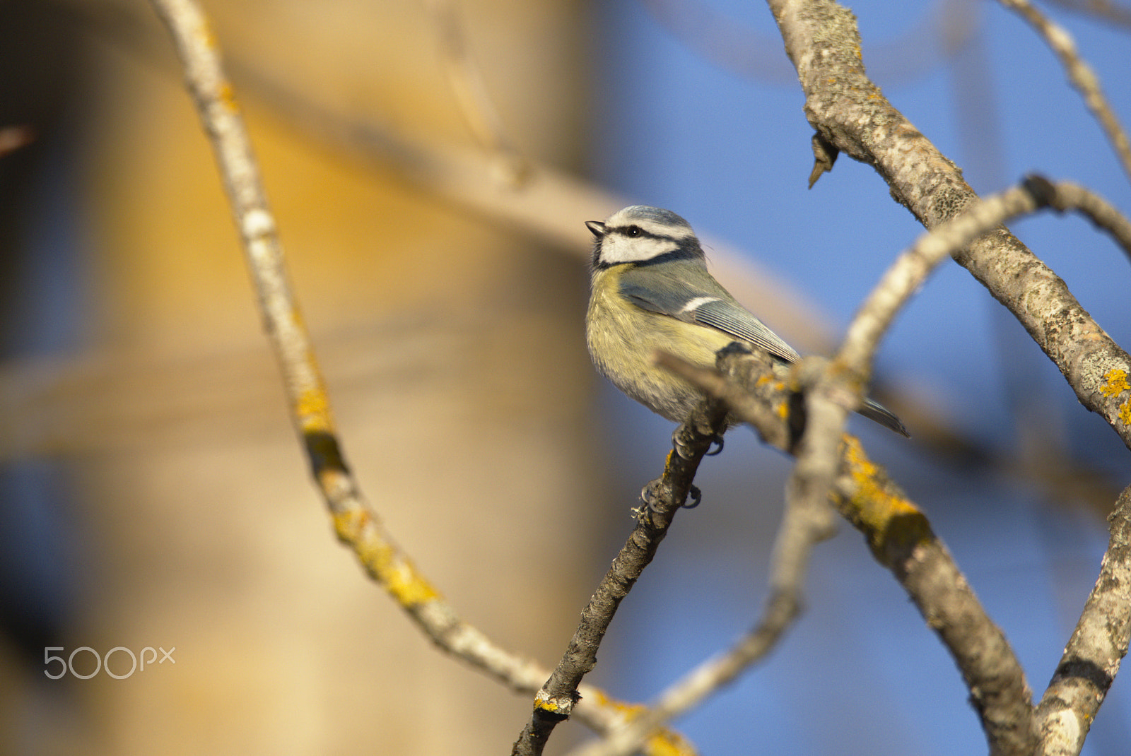 Nikon D810 sample photo. Afternoon photography