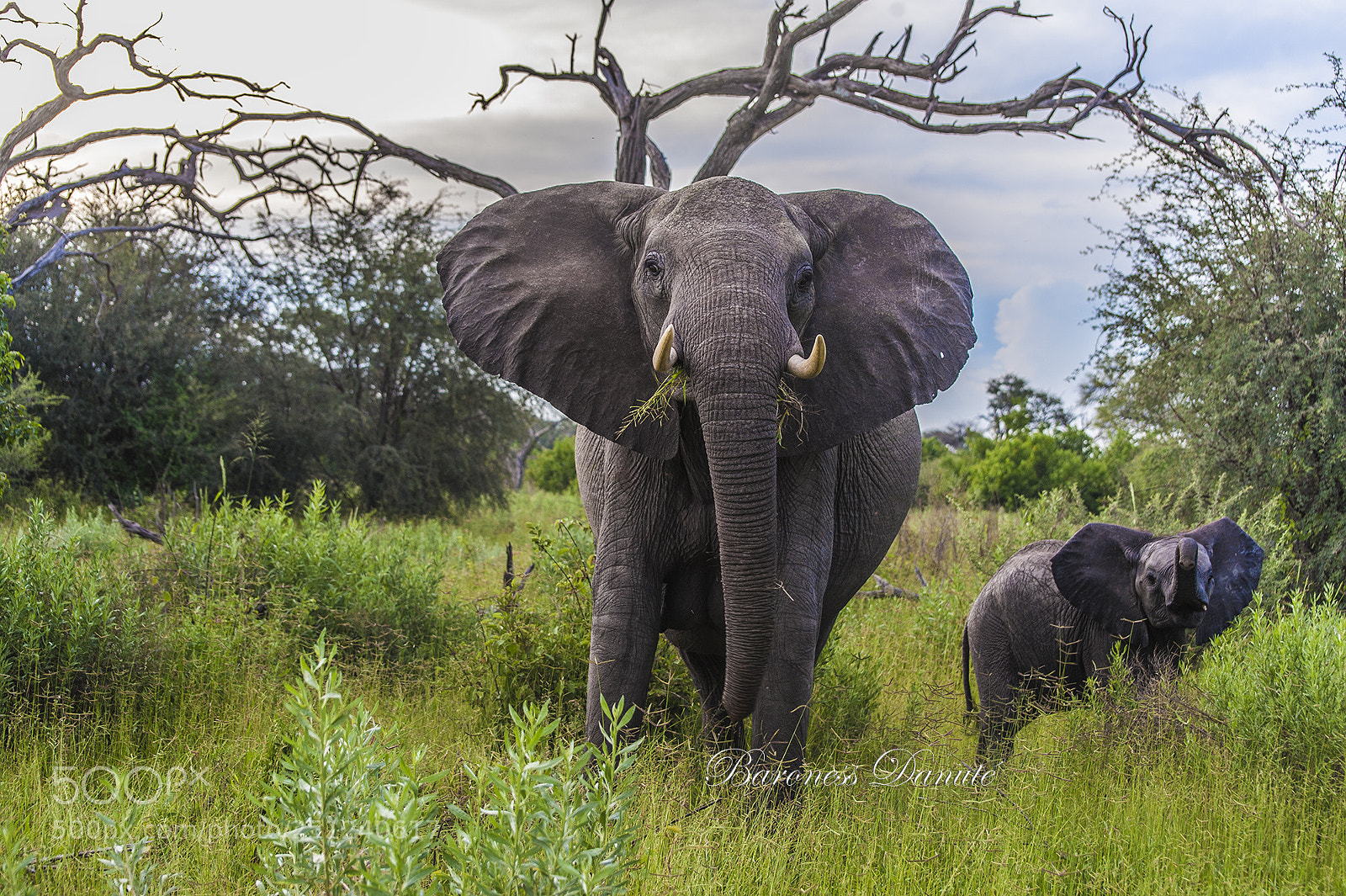 Nikon D3 sample photo. Elephant ready to charge photography