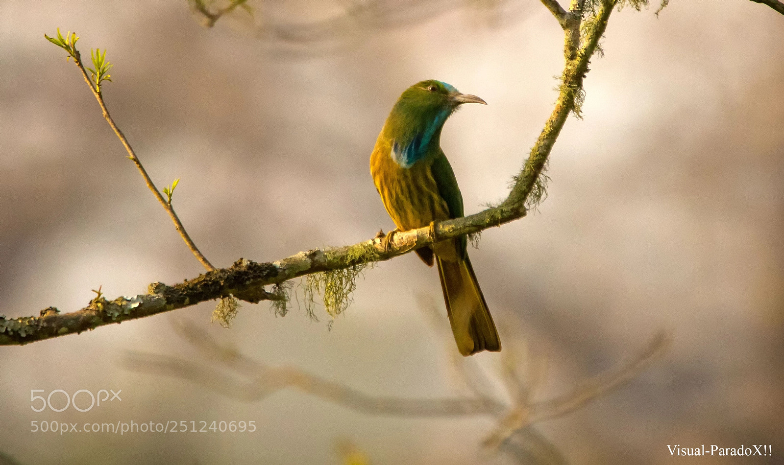 Canon EOS 7D Mark II sample photo. Blue-bearded bee-eater photography