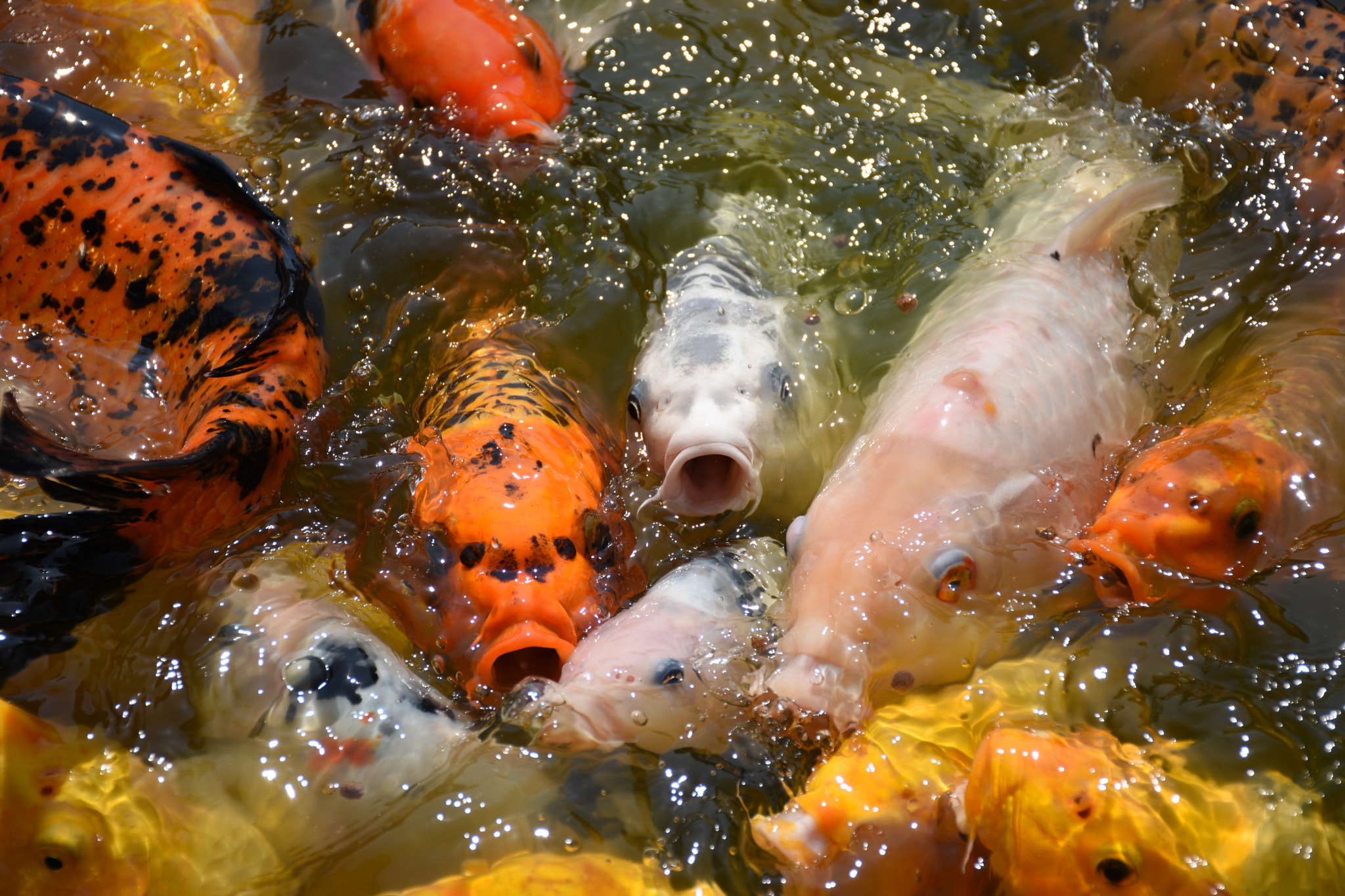 Nikon D5600 sample photo. Choir of koi fishes photography