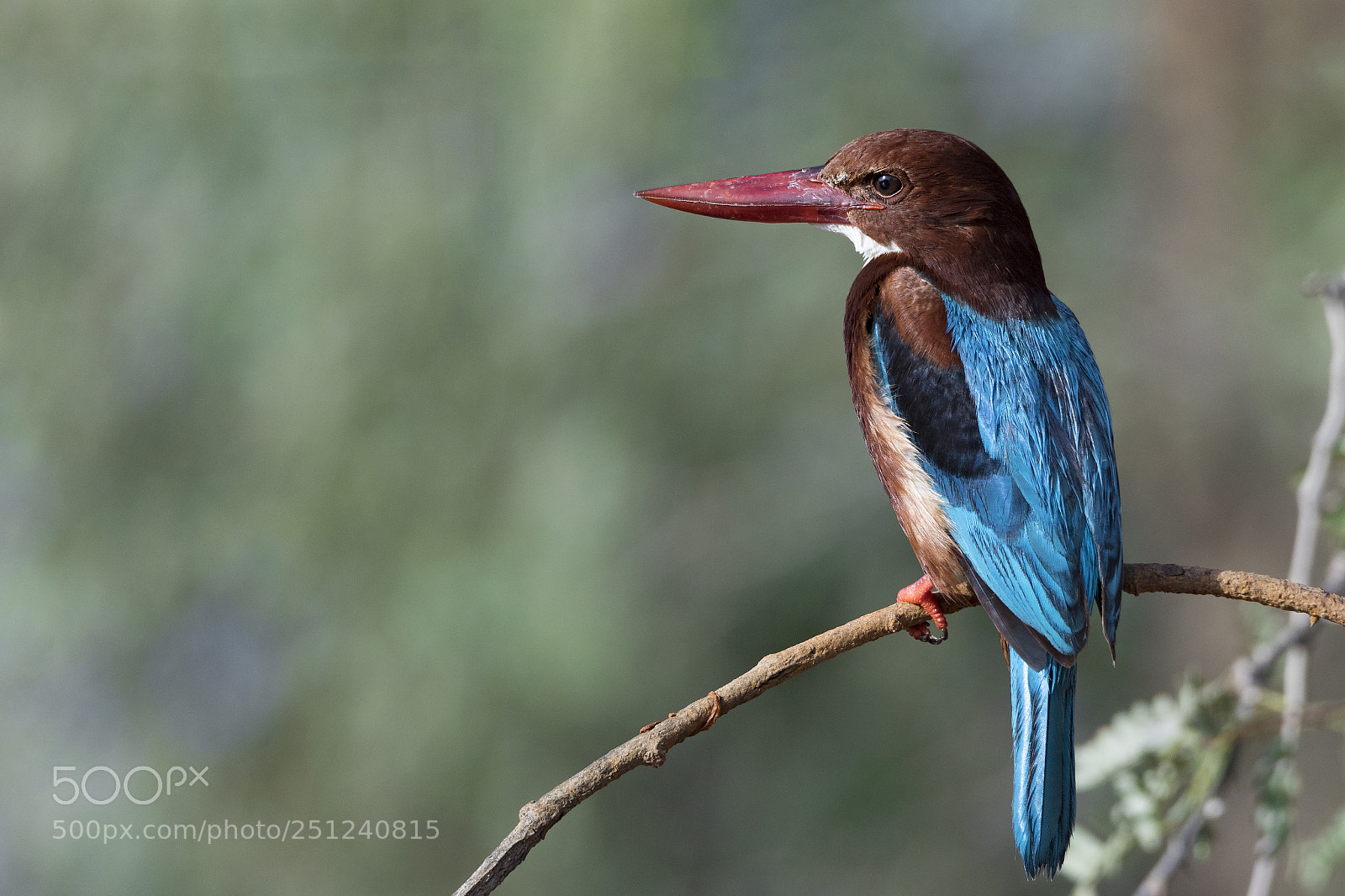 Canon EOS 7D Mark II sample photo. White-breasted kingfisher photography
