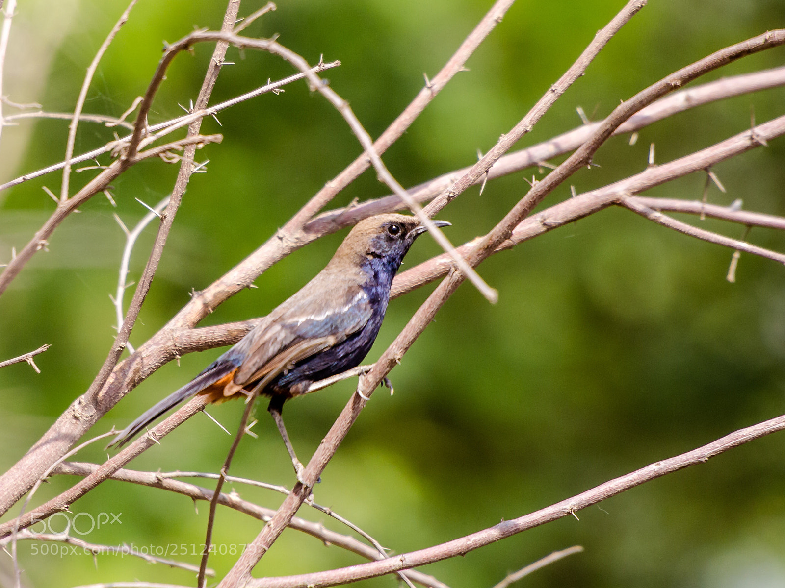 Canon EOS 60D sample photo. Indian robin male photography