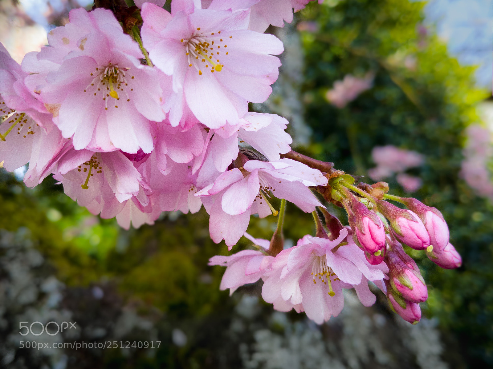 LG G6 sample photo. Cherry blossoms on moss photography