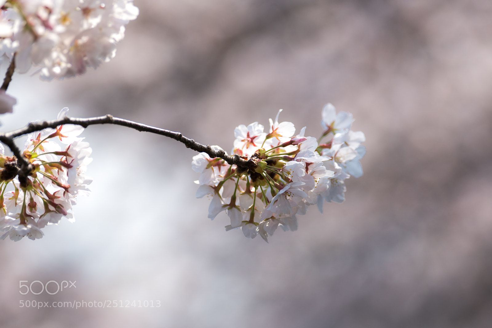 Sony a7R II sample photo. Someiyoshino photography