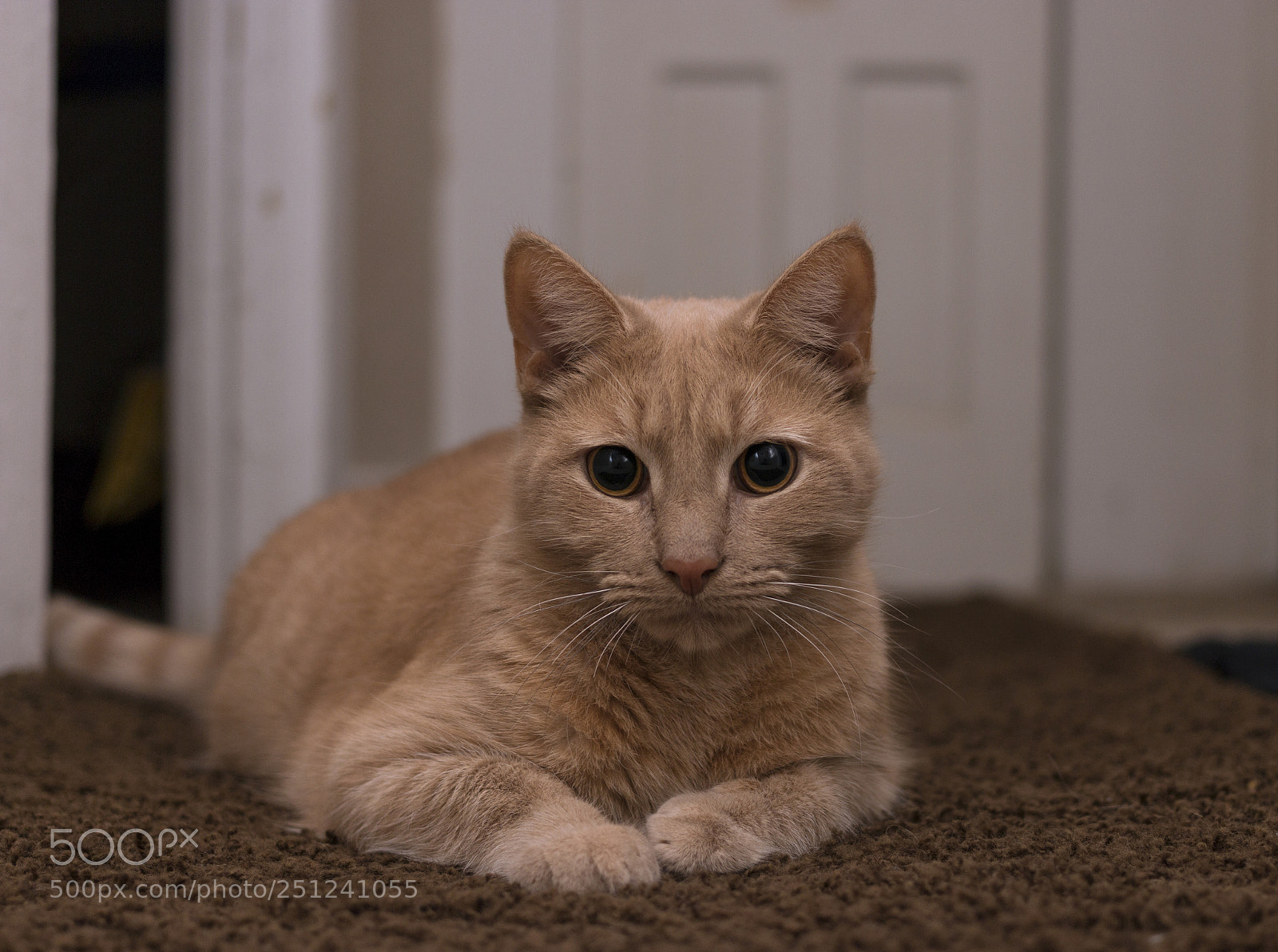 Canon EOS 70D sample photo. Cat photography