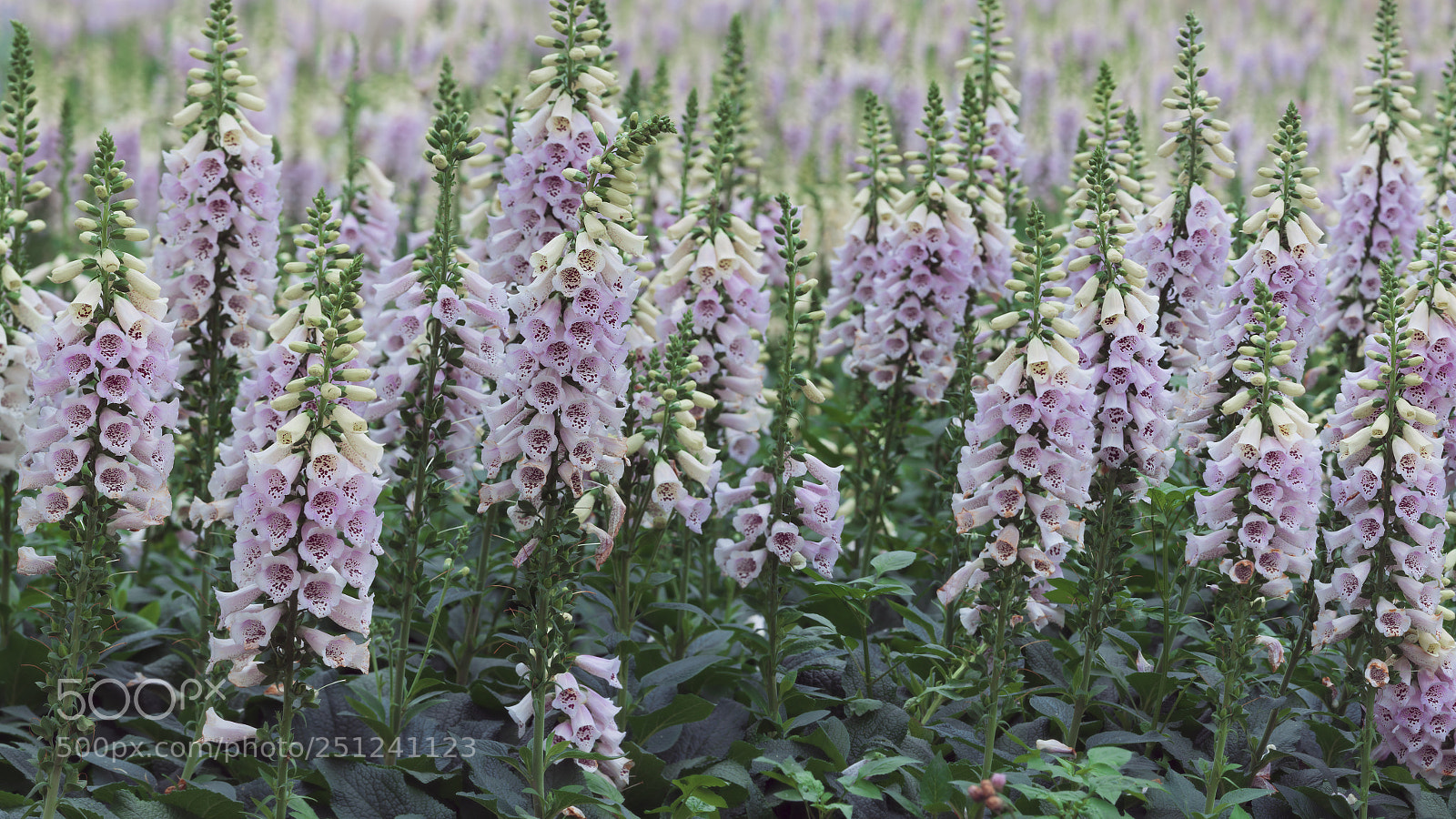 Canon EOS 5D Mark IV sample photo. Untitled photography