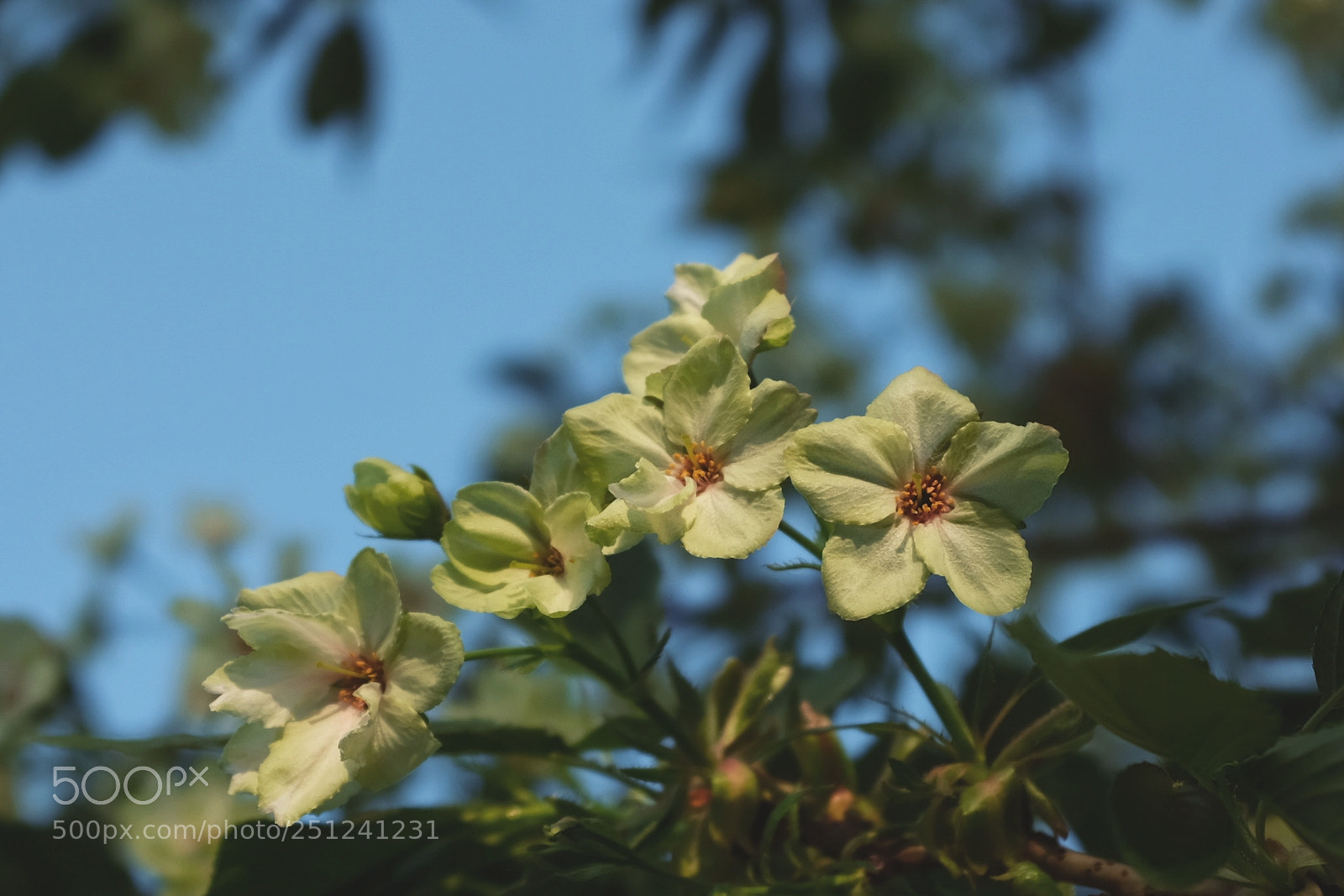 Fujifilm X100F sample photo. Untitled photography