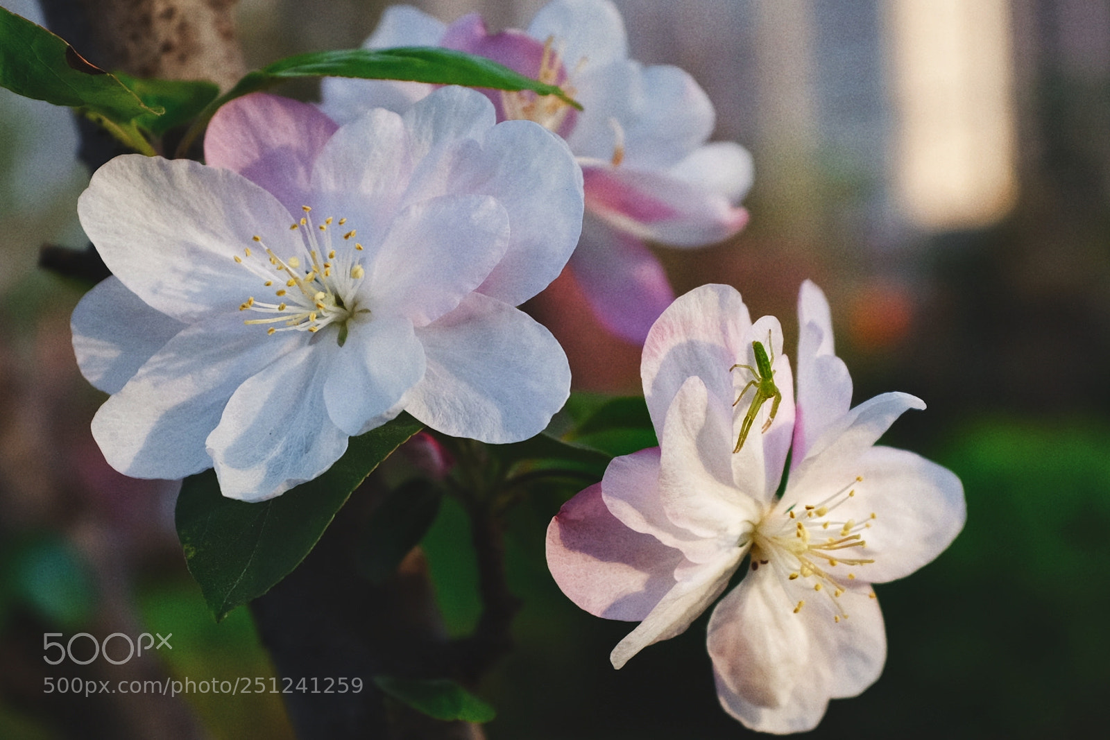 Fujifilm X100F sample photo. Untitled photography