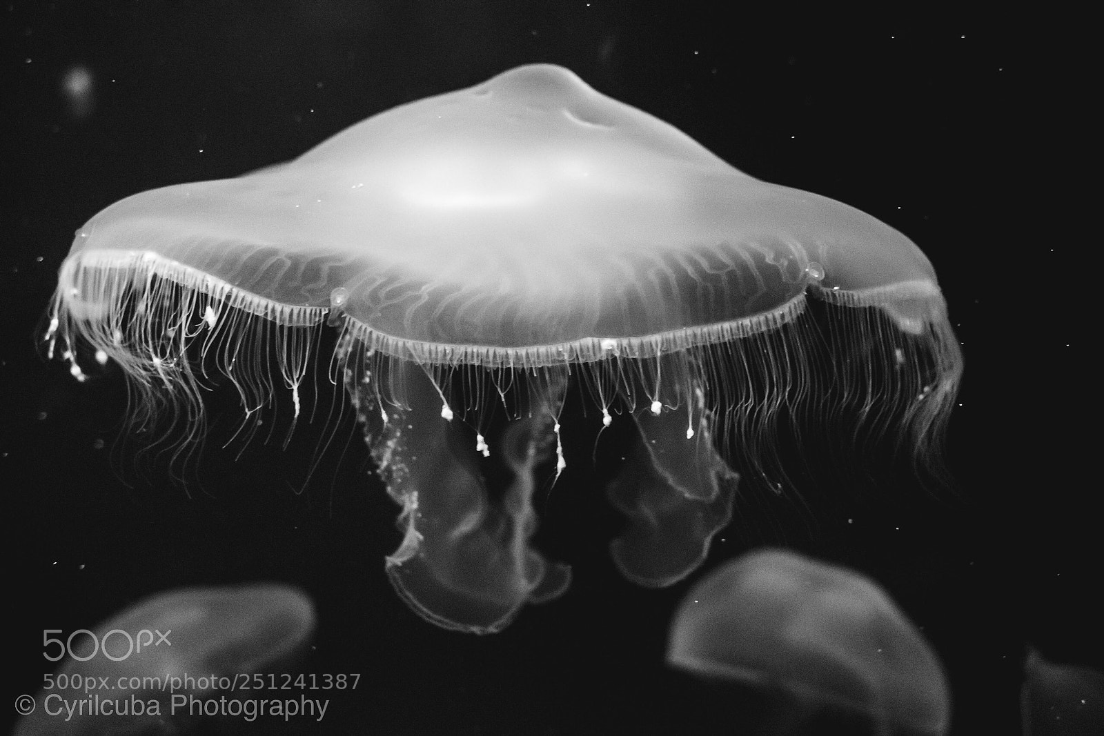 Nikon D5500 sample photo. Jelly fish  photography