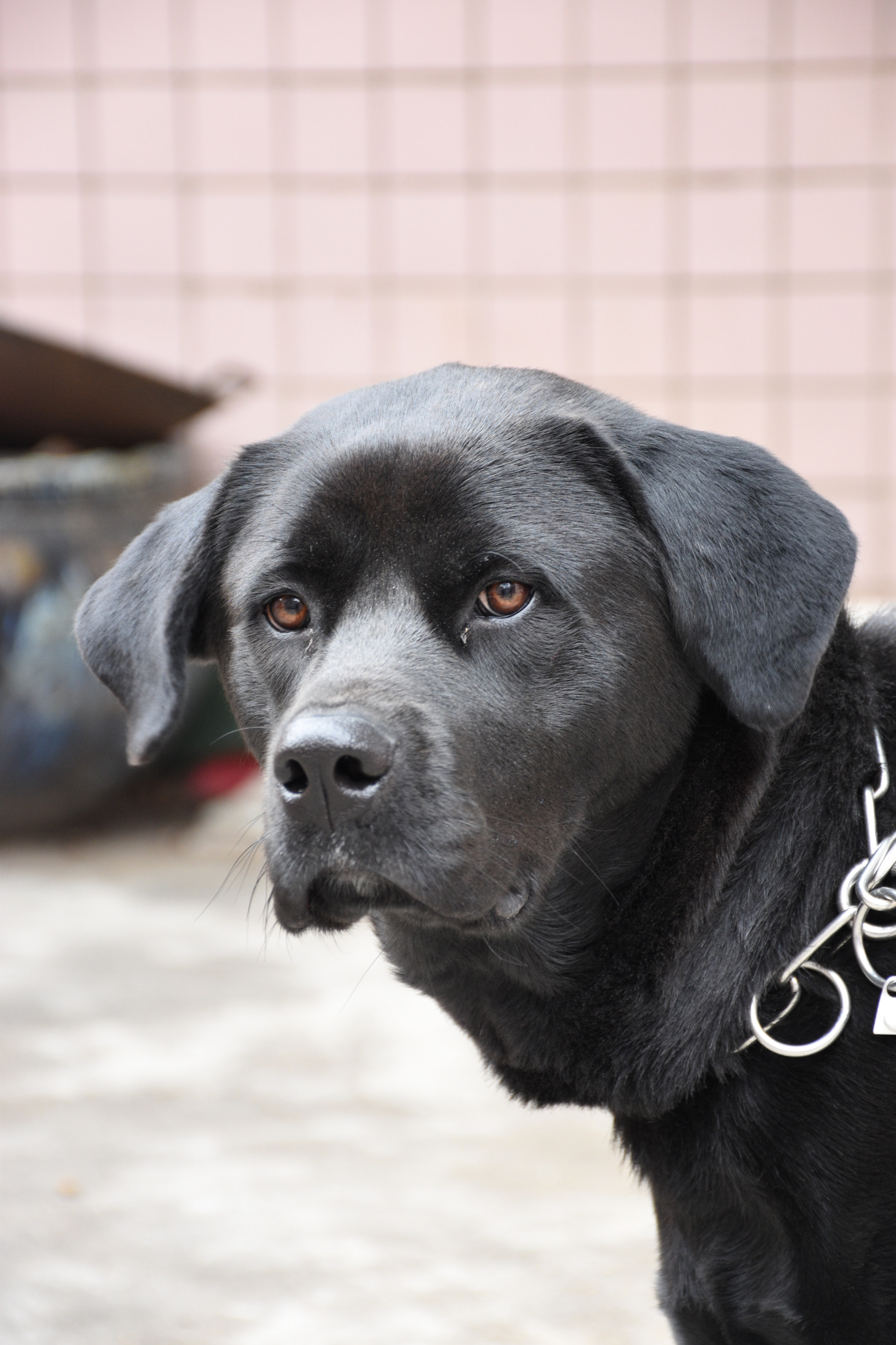 Nikon D5600 sample photo. China dog photography