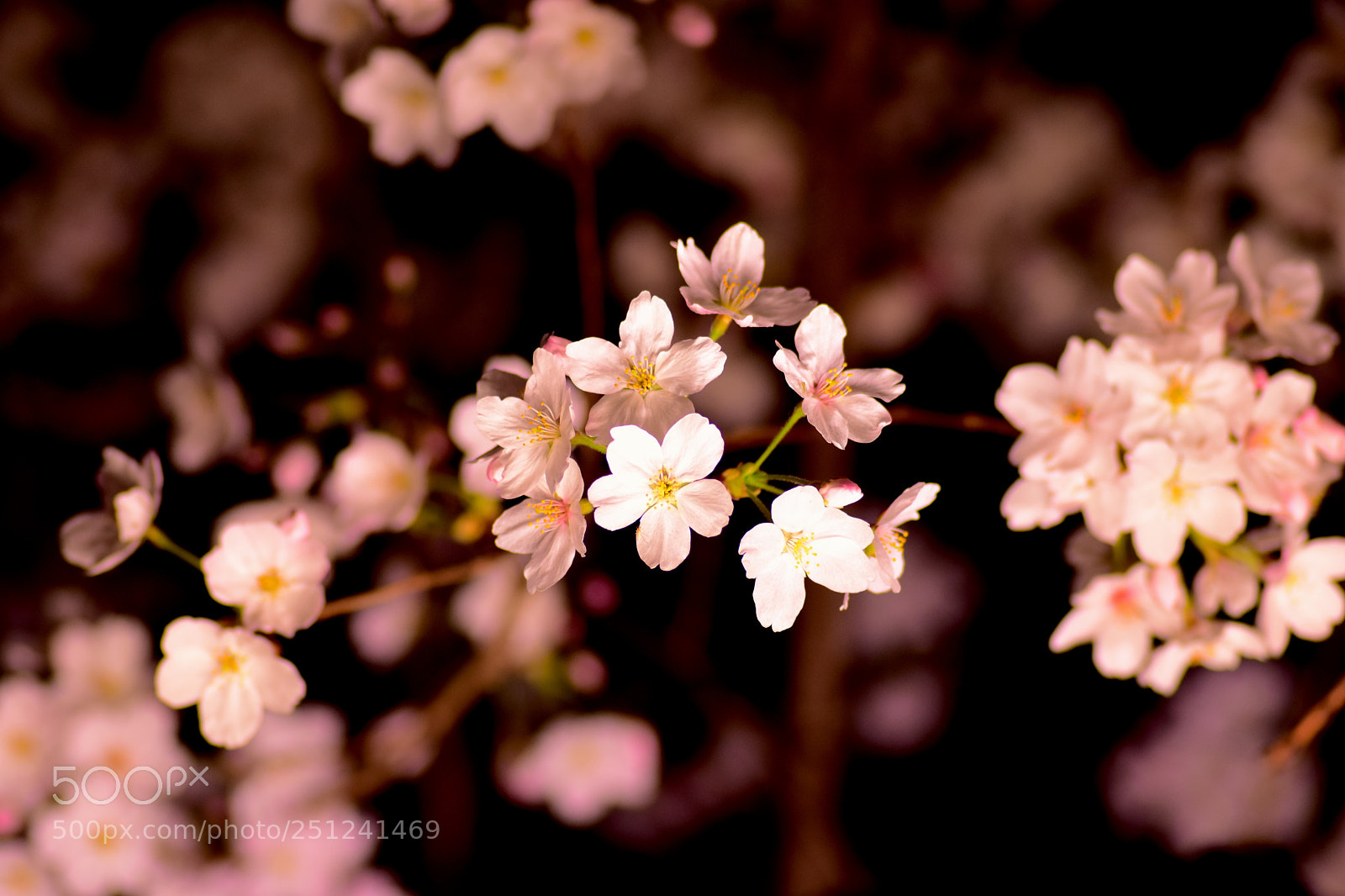 Nikon D5500 sample photo. Sakura at night photography