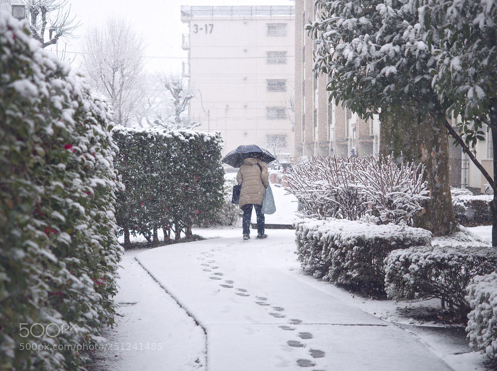 Olympus OM-D E-M5 II sample photo. Under the snow photography