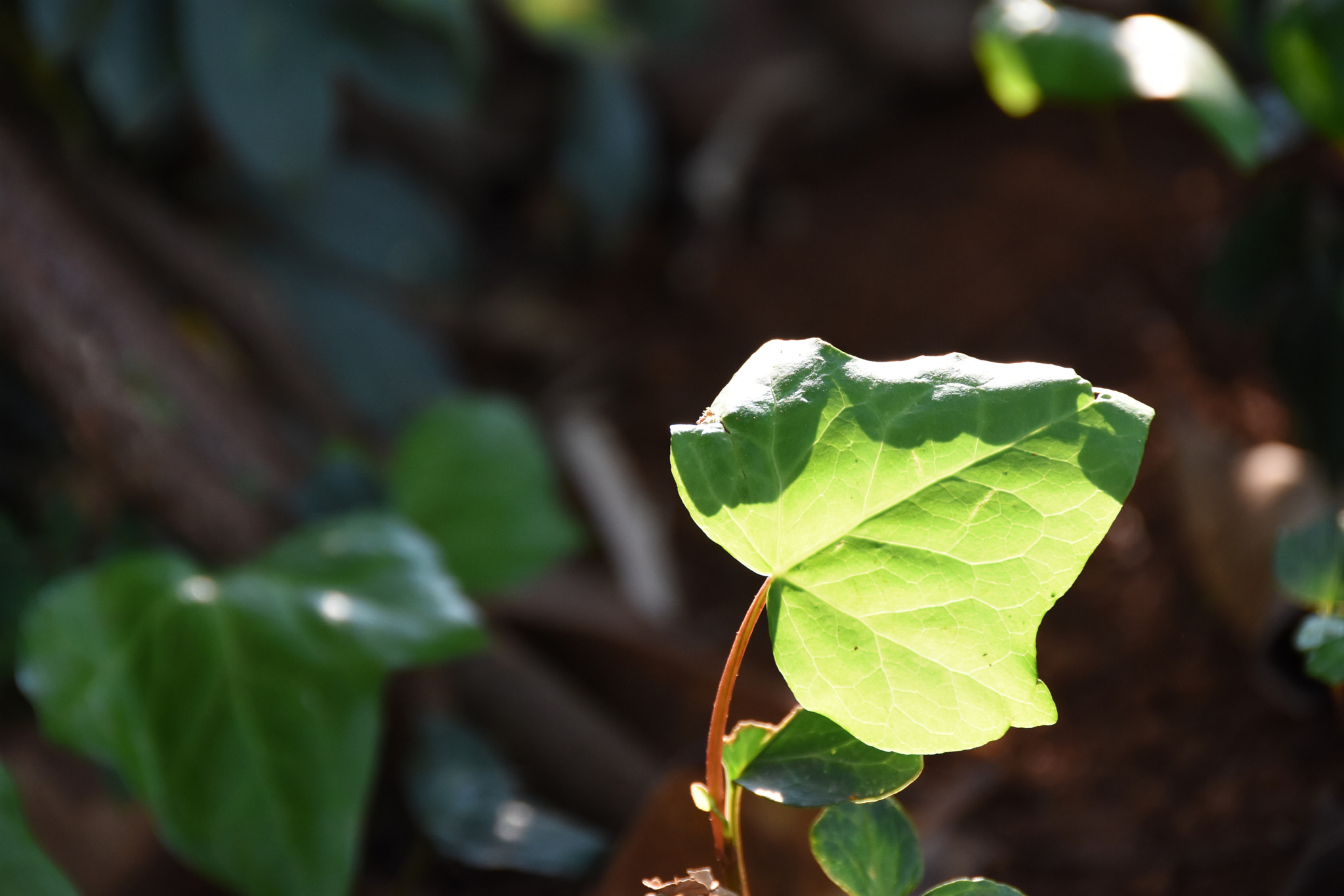 Nikon D7200 sample photo. Leaf photography