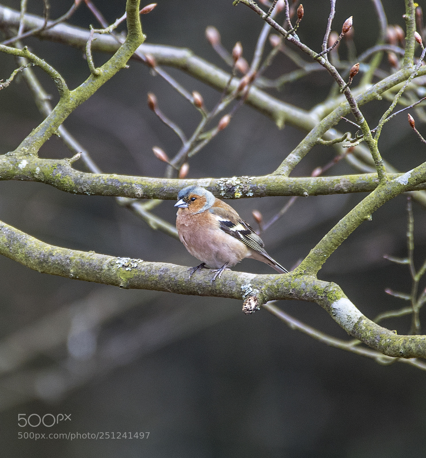 Nikon D5 sample photo. Chaffinch - buchfink photography