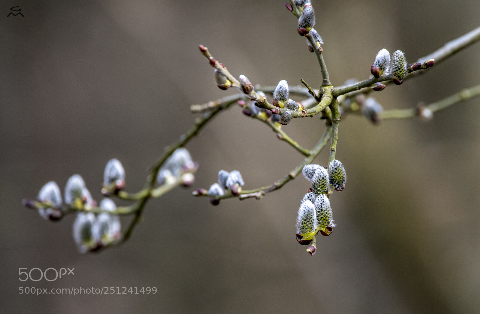 Nikon D5 sample photo. Spring photography