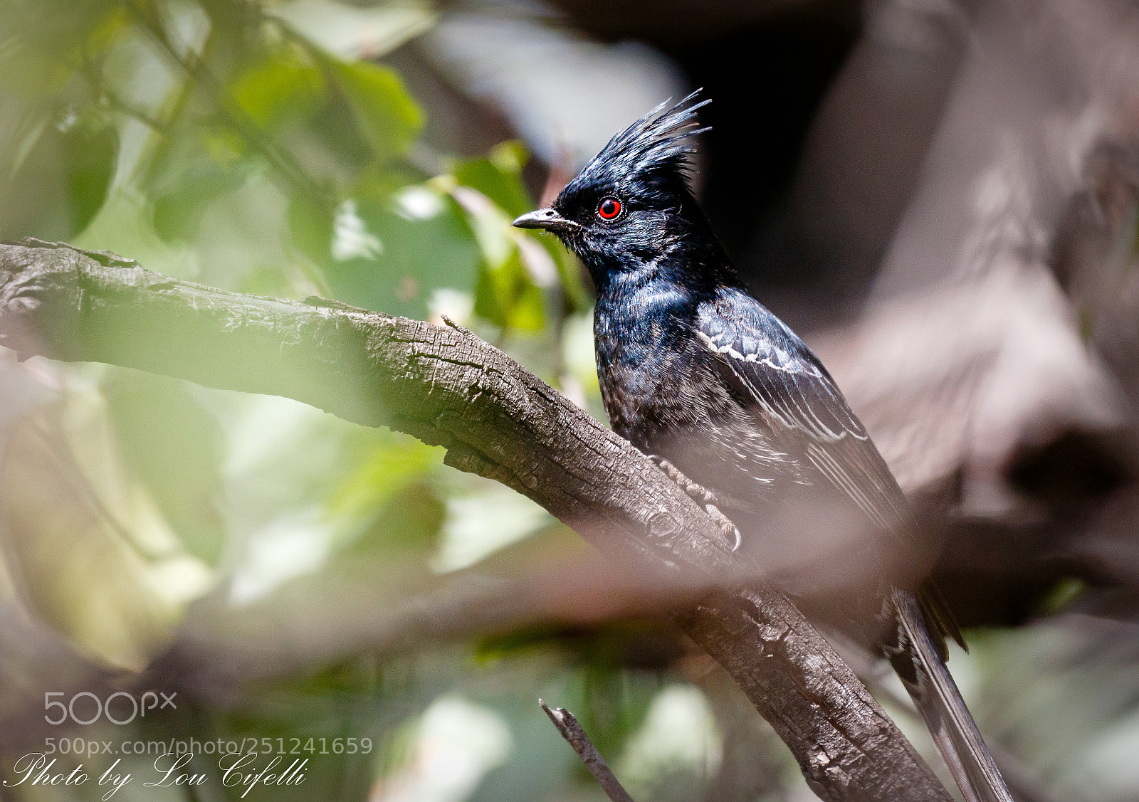Canon EOS 7D Mark II sample photo. Phainopepla125 photography