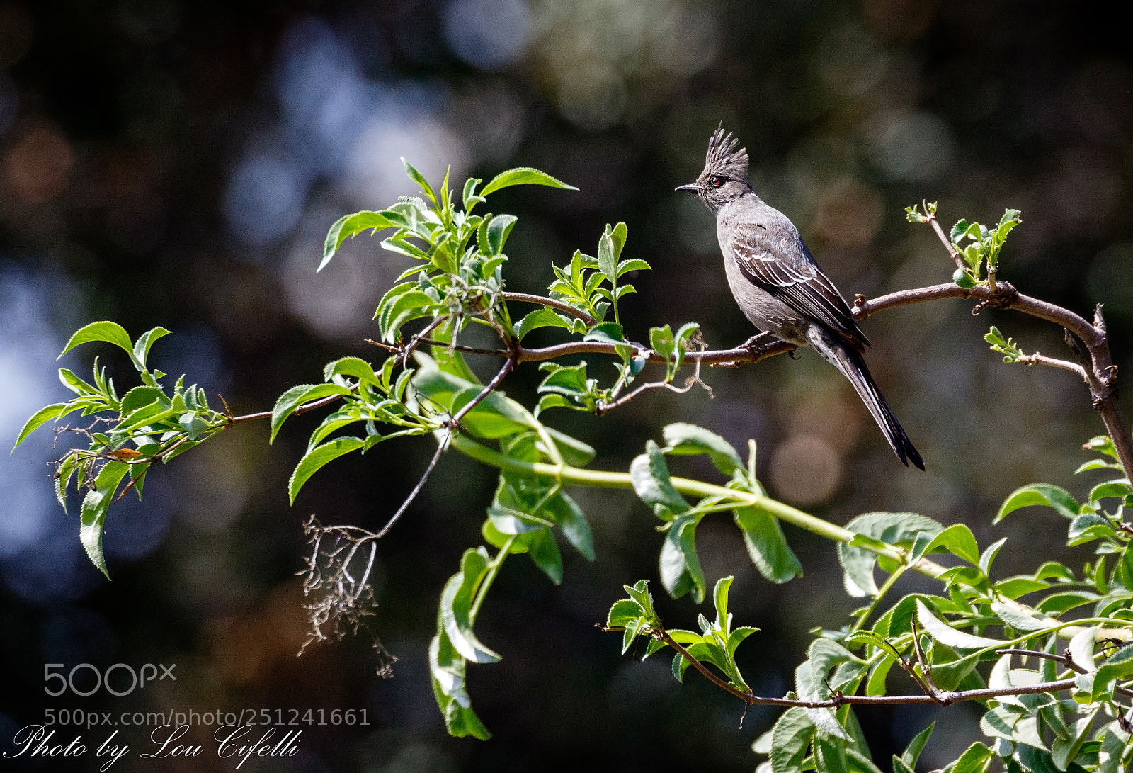 Canon EOS 7D Mark II sample photo. Phainopepla165 photography