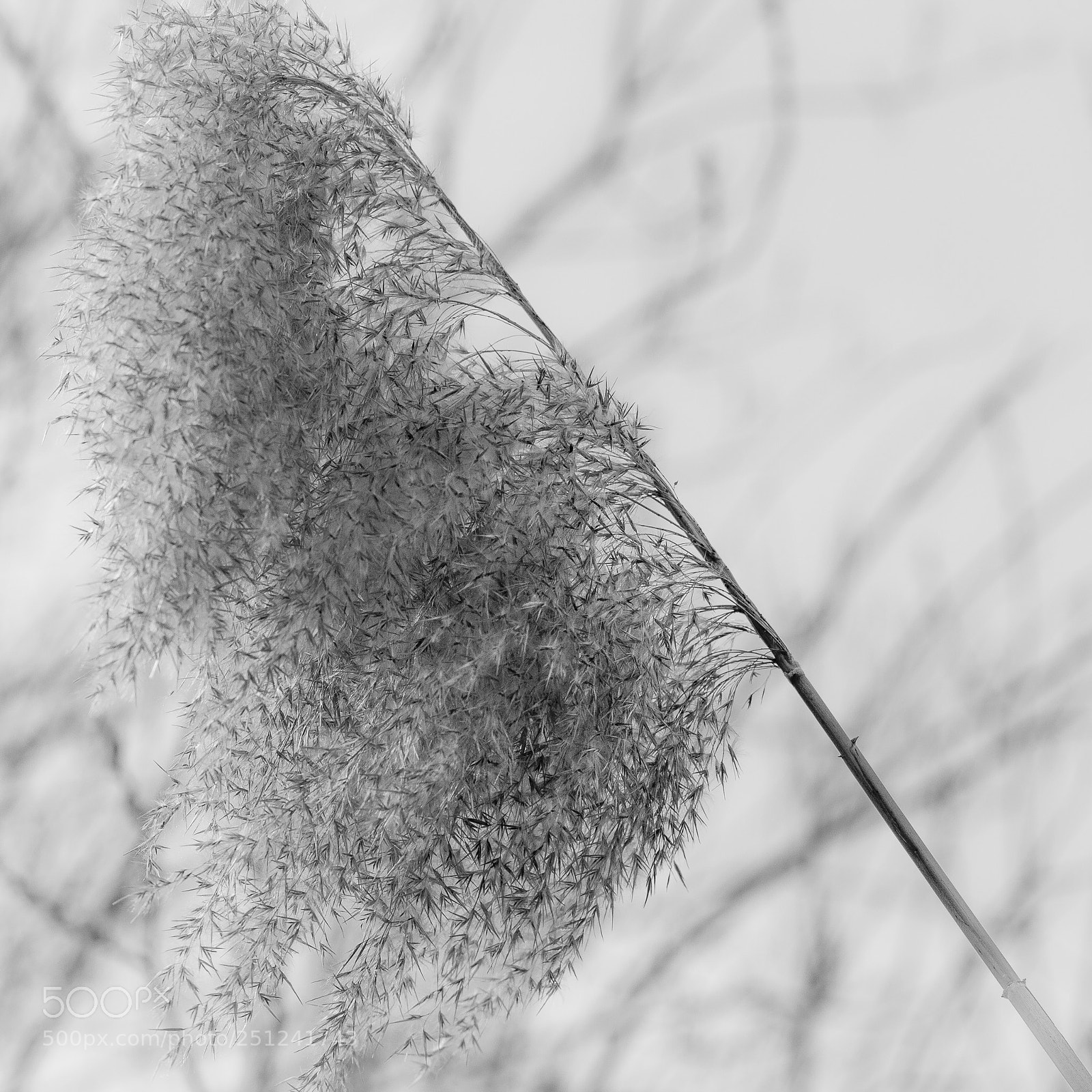 Canon EOS 7D sample photo. Spider web... photography