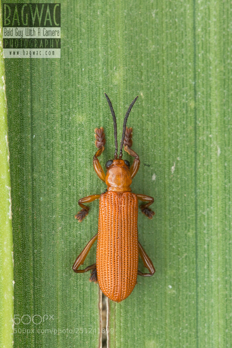 Canon EOS 60D sample photo. Little beetle photography