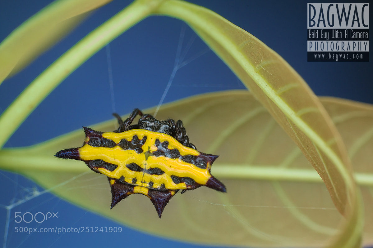 Canon EOS 60D sample photo. Gasteracantha sp. photography
