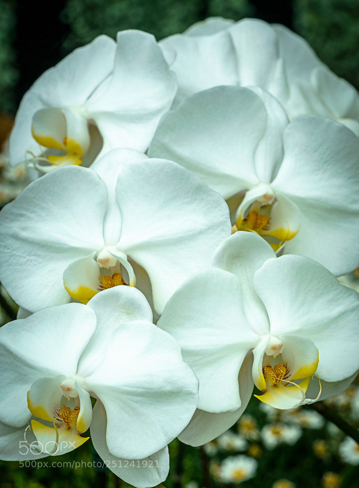 Sony a7R II sample photo. White orchids photography