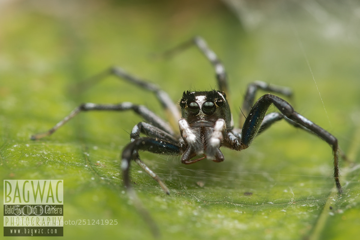 Canon EOS 60D sample photo. Phintella piatensis photography
