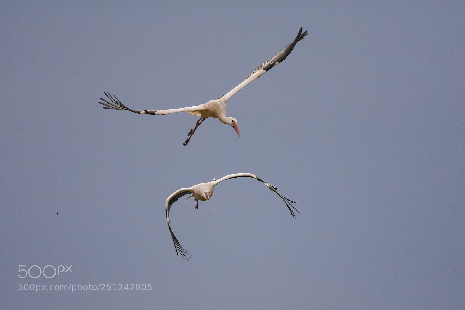 Nikon D7200 sample photo. 'pas de deux' photography