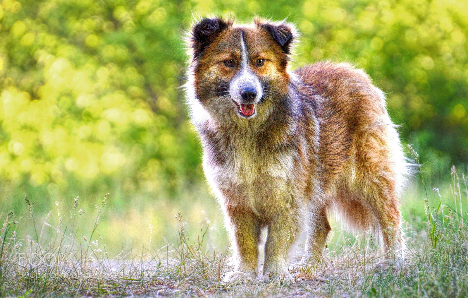 Nikon D5100 sample photo. A stray dog photography